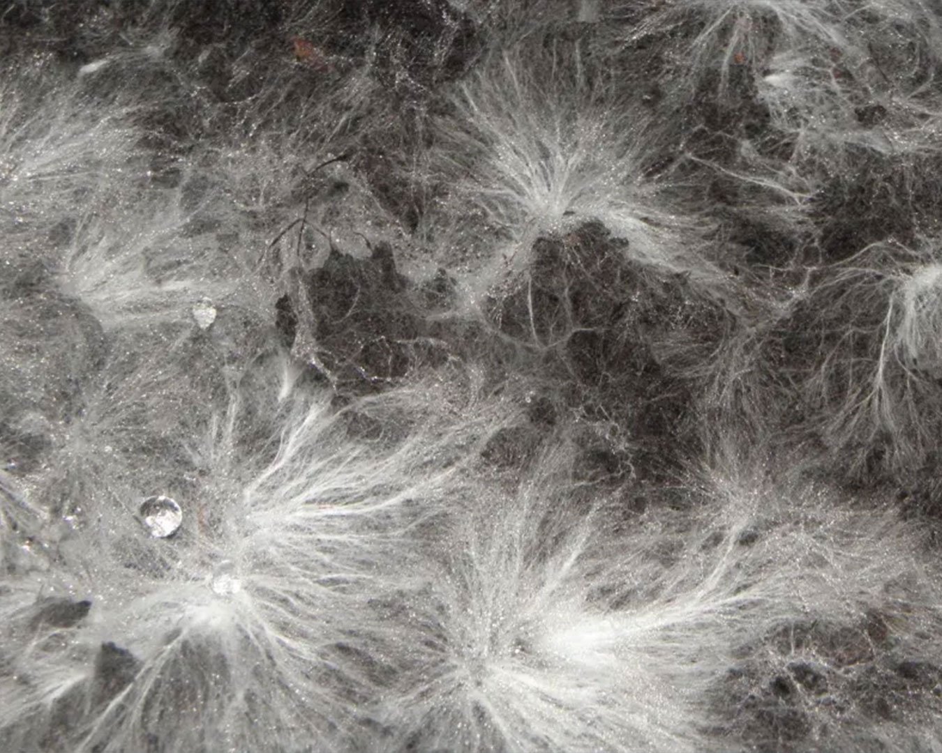 Mycelium.jpg.jpg
