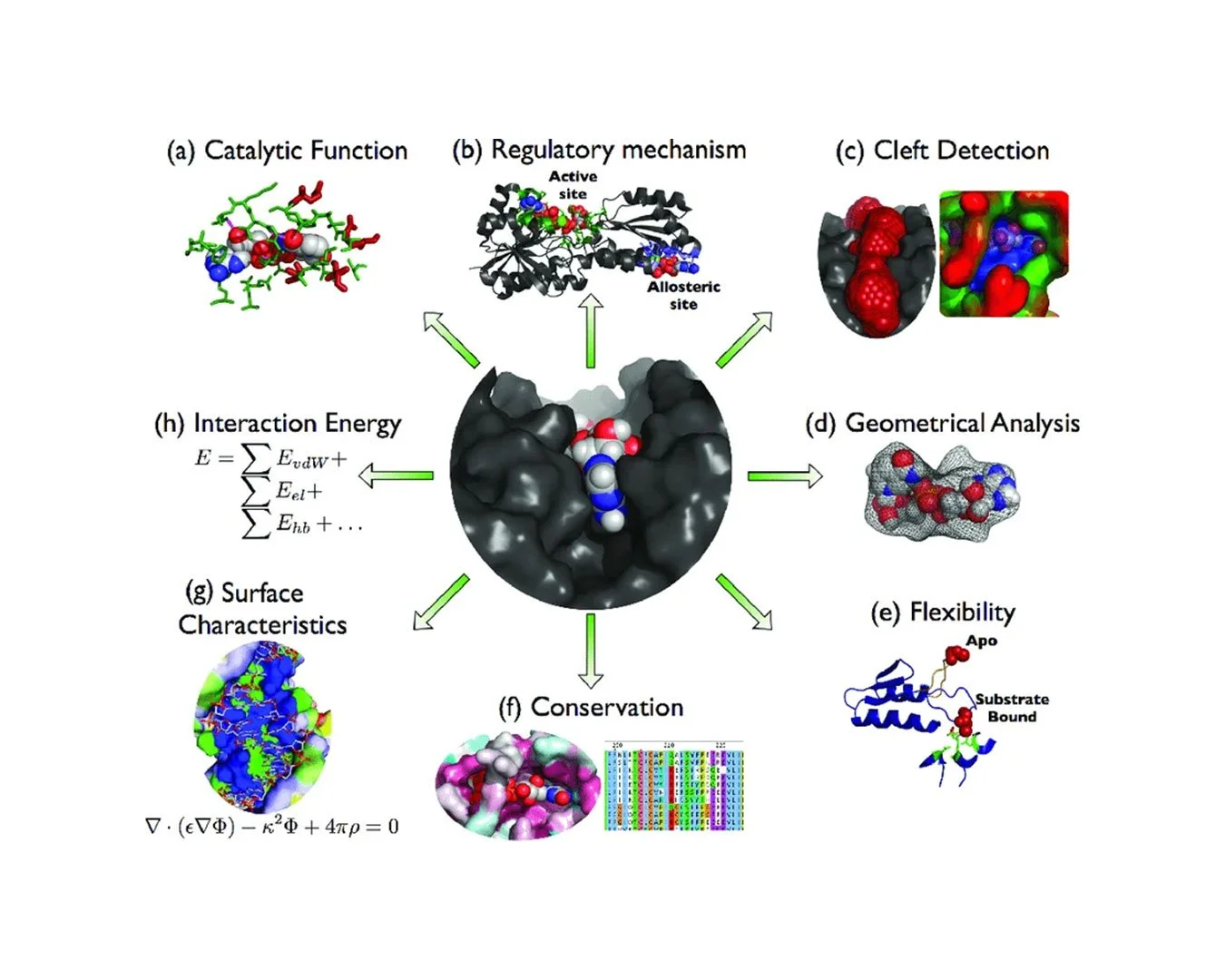 Characteristics-of-enzyme-binding-sites-a-The-active-site-is-a-specific-binding-site.jpg