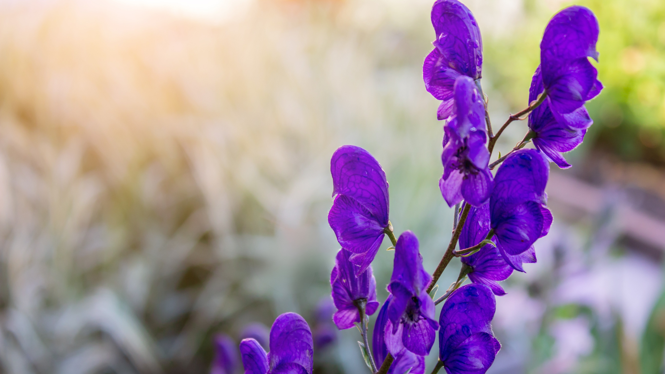 Aconite.png