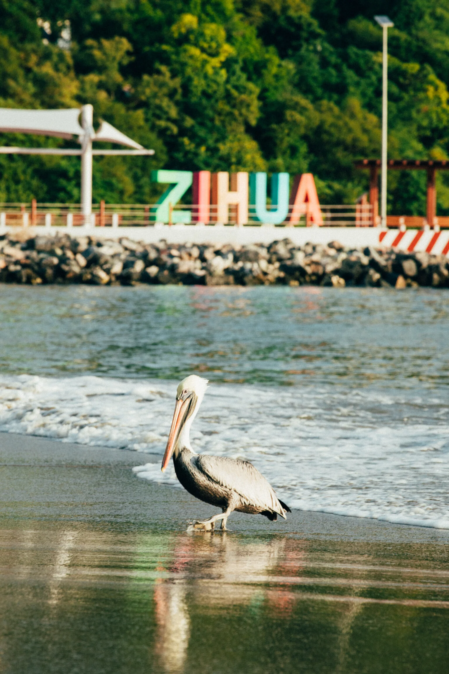 2020_ZIHUA_EXPORTS-11.jpg