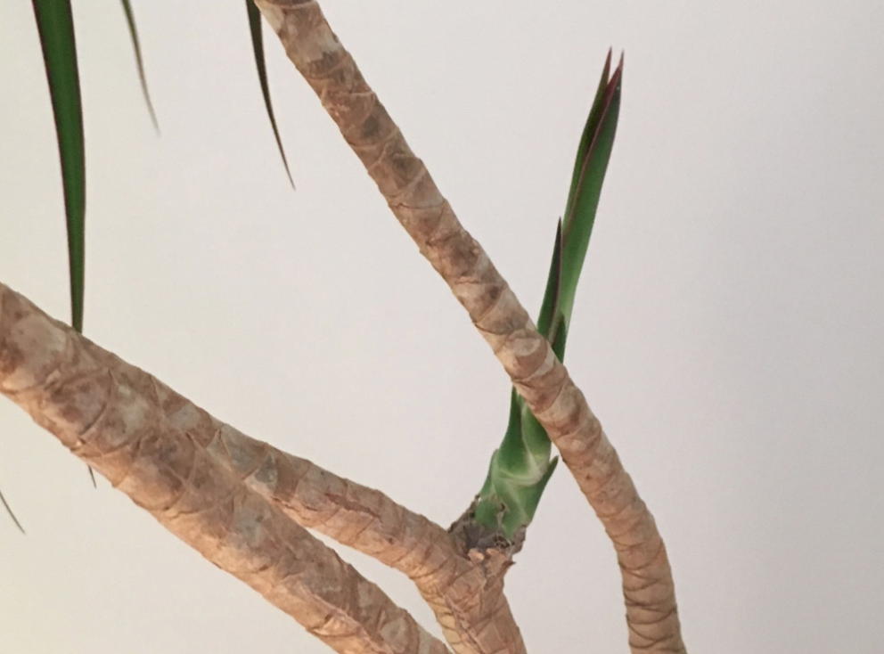 More about plants