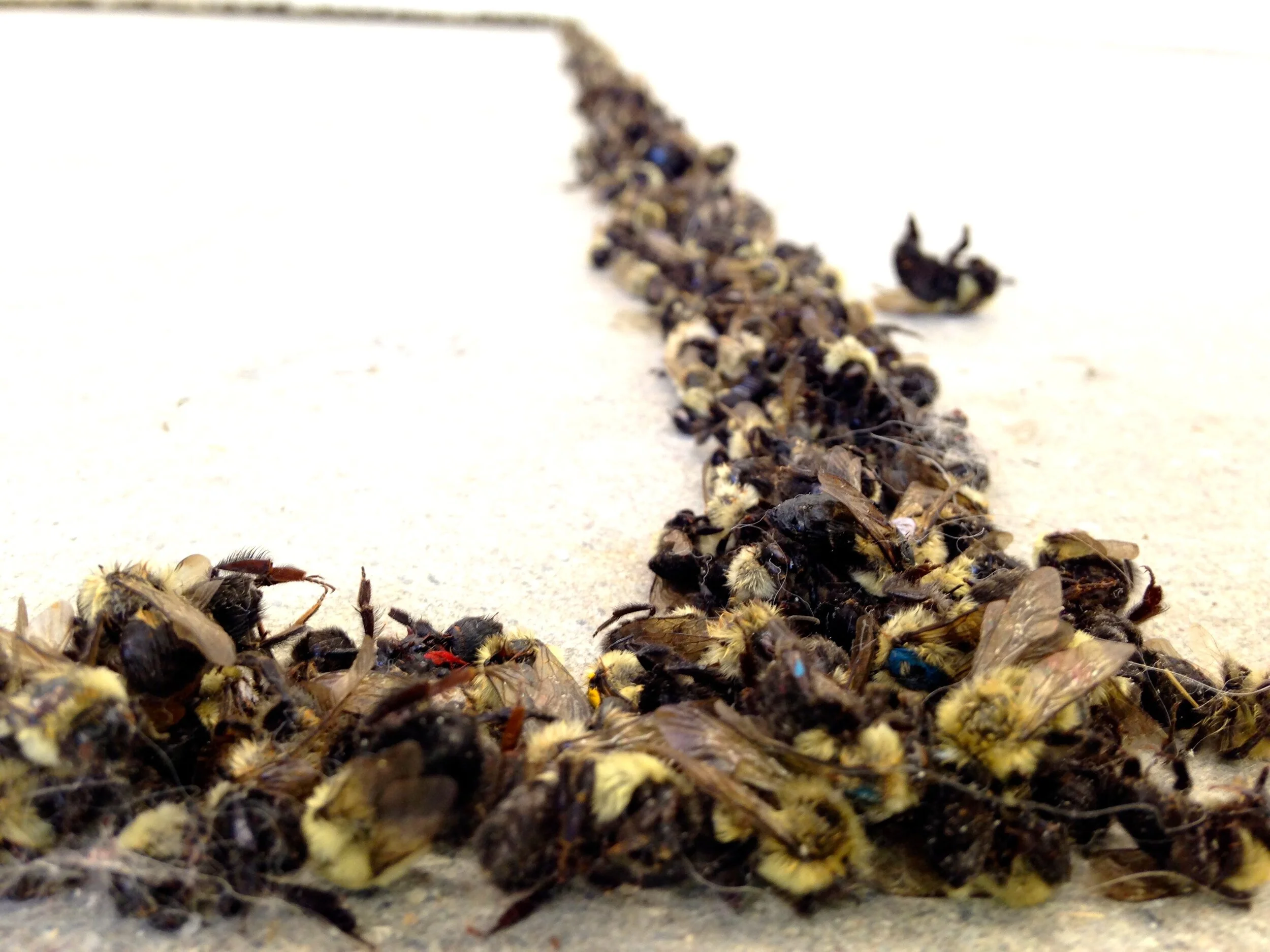 Collapse. 2014. Cherry wood table, dead bees. 5’x 3’x 3’