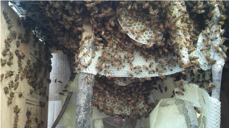 bees2.png