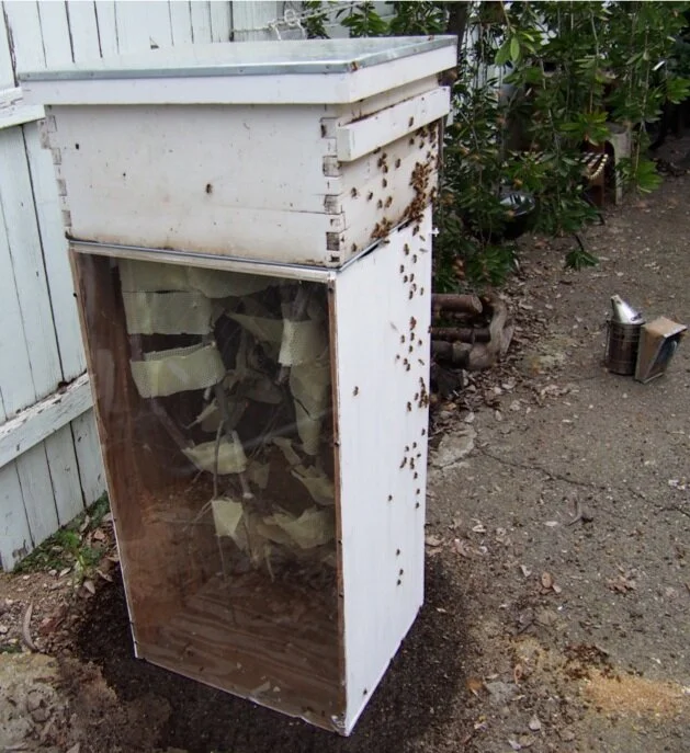 bees.jpg