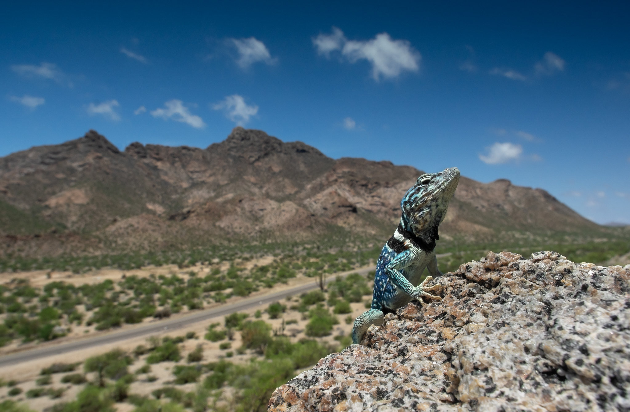 Dickerson's Collared Lizard (Crotaphytus dickersonae) (Copy)