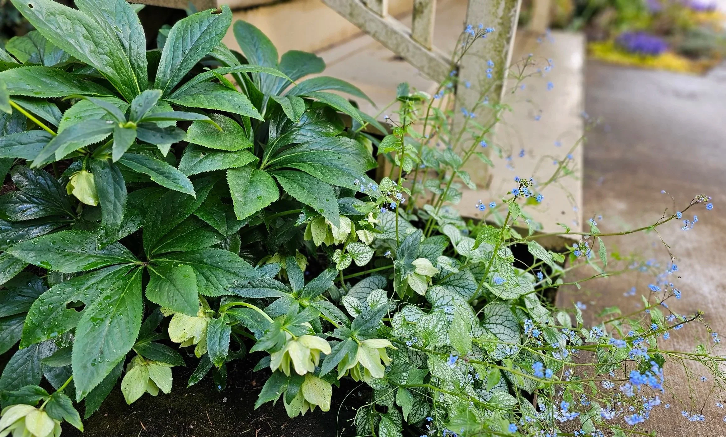 hellebore_garden.jpg
