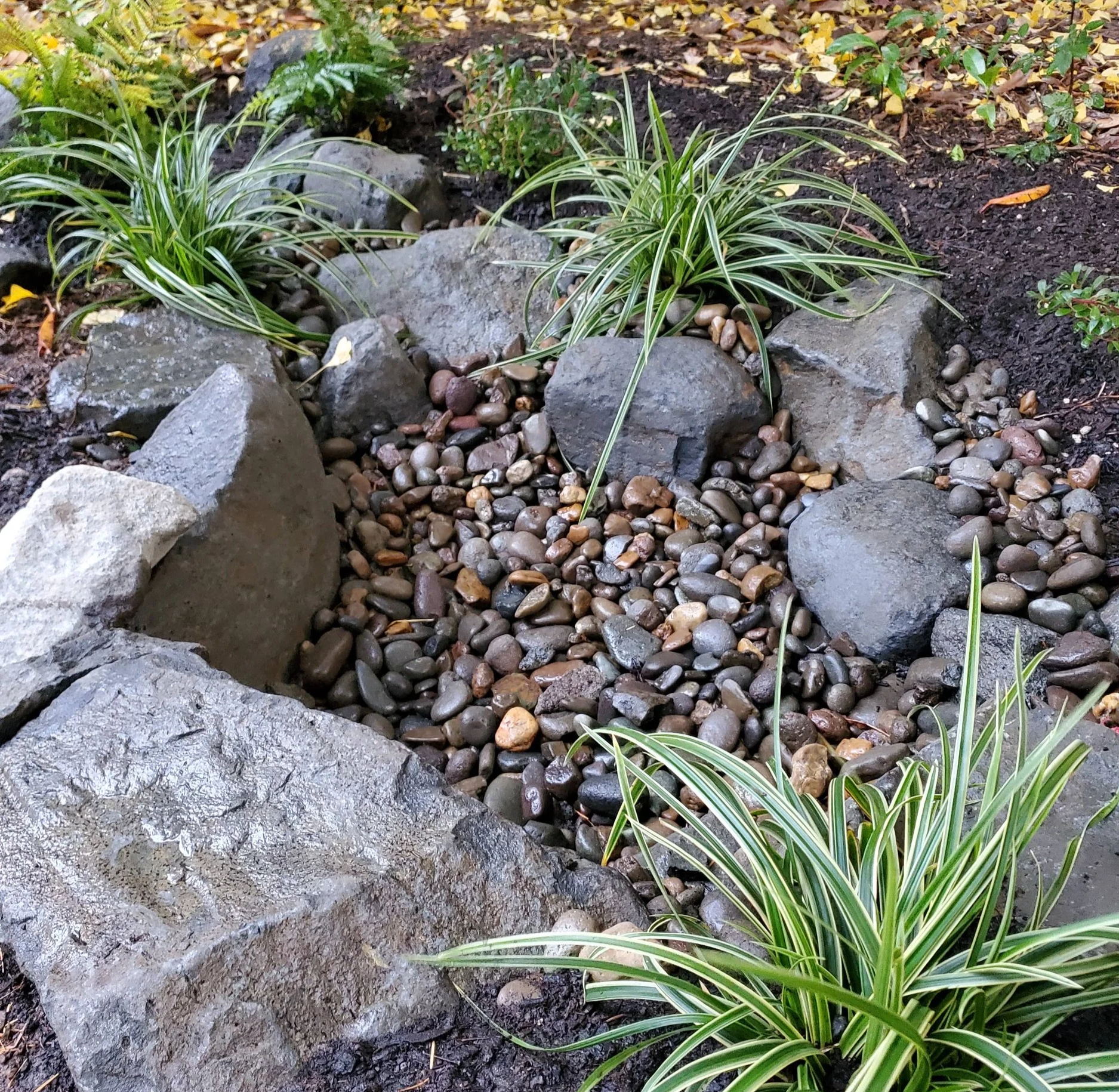 rainn garden with grasses and bulders