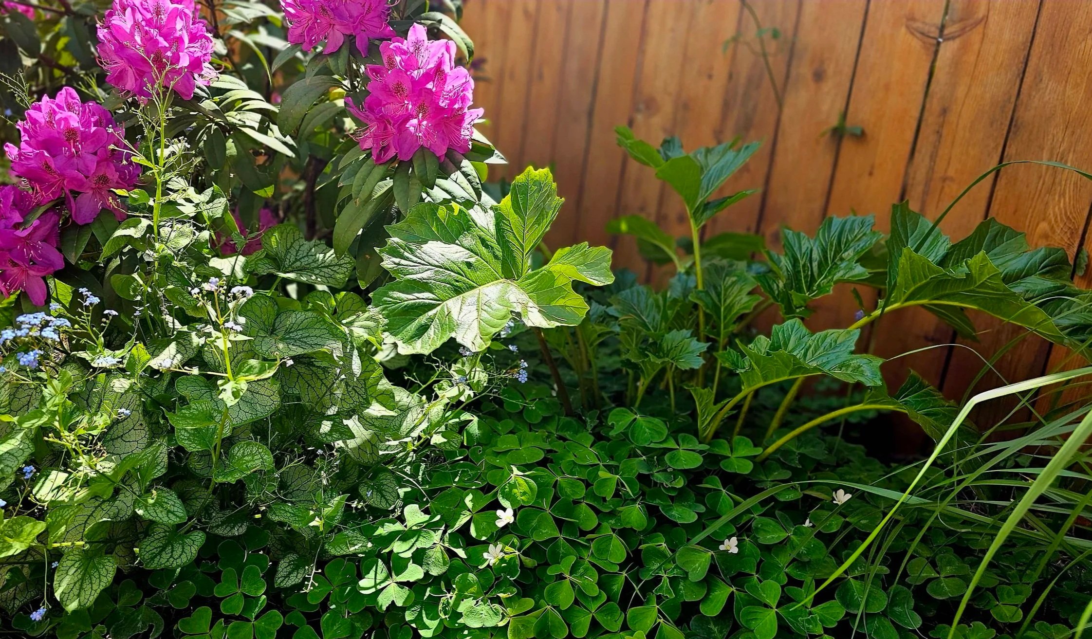 back yard garden  plants