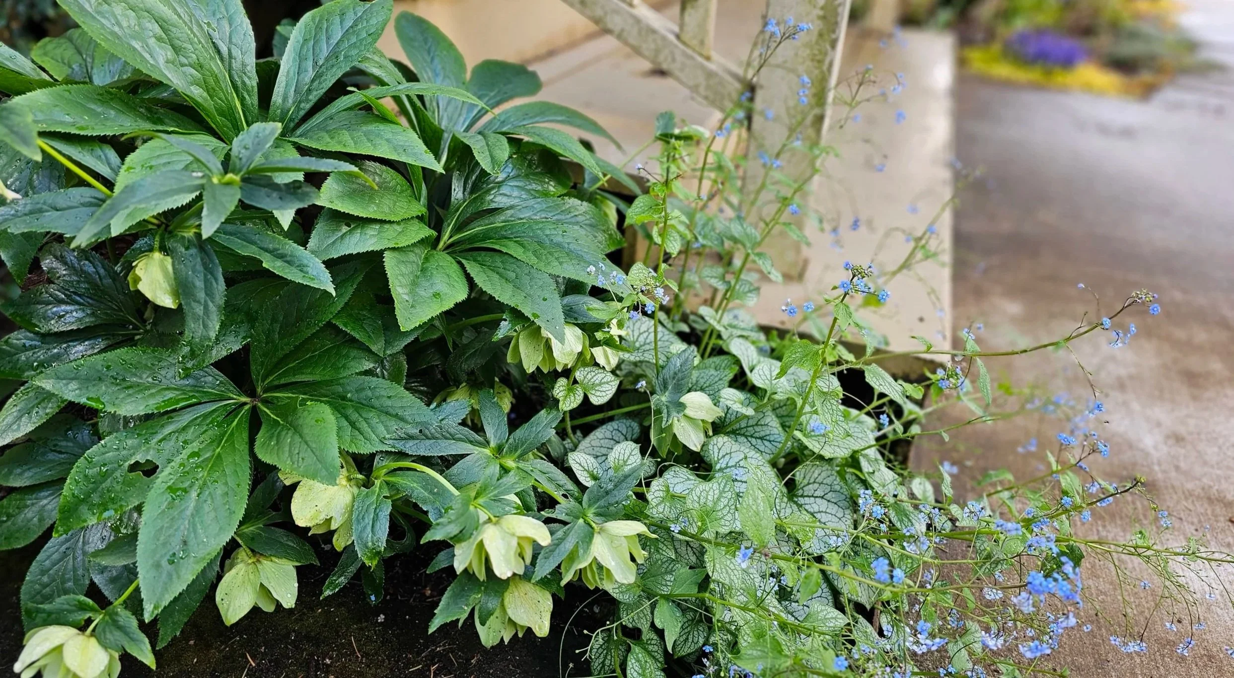 hellebore