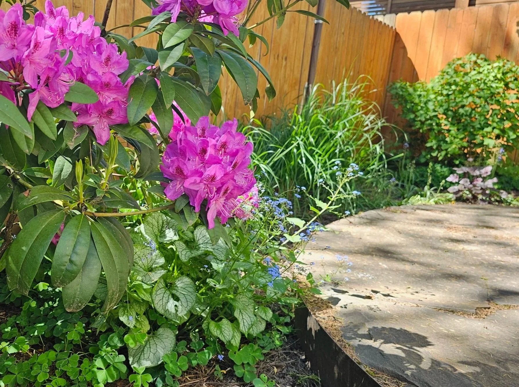 back yard garden