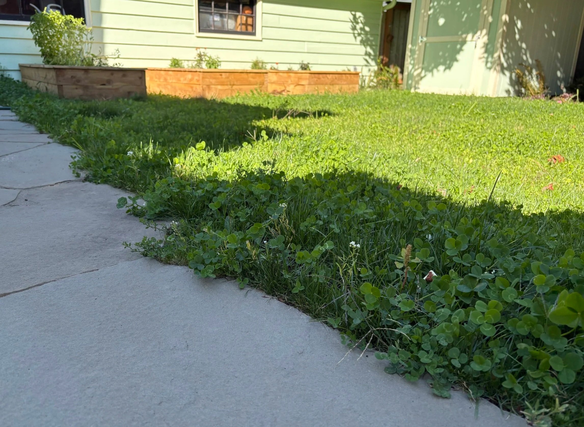 eco lawn lawn alternative