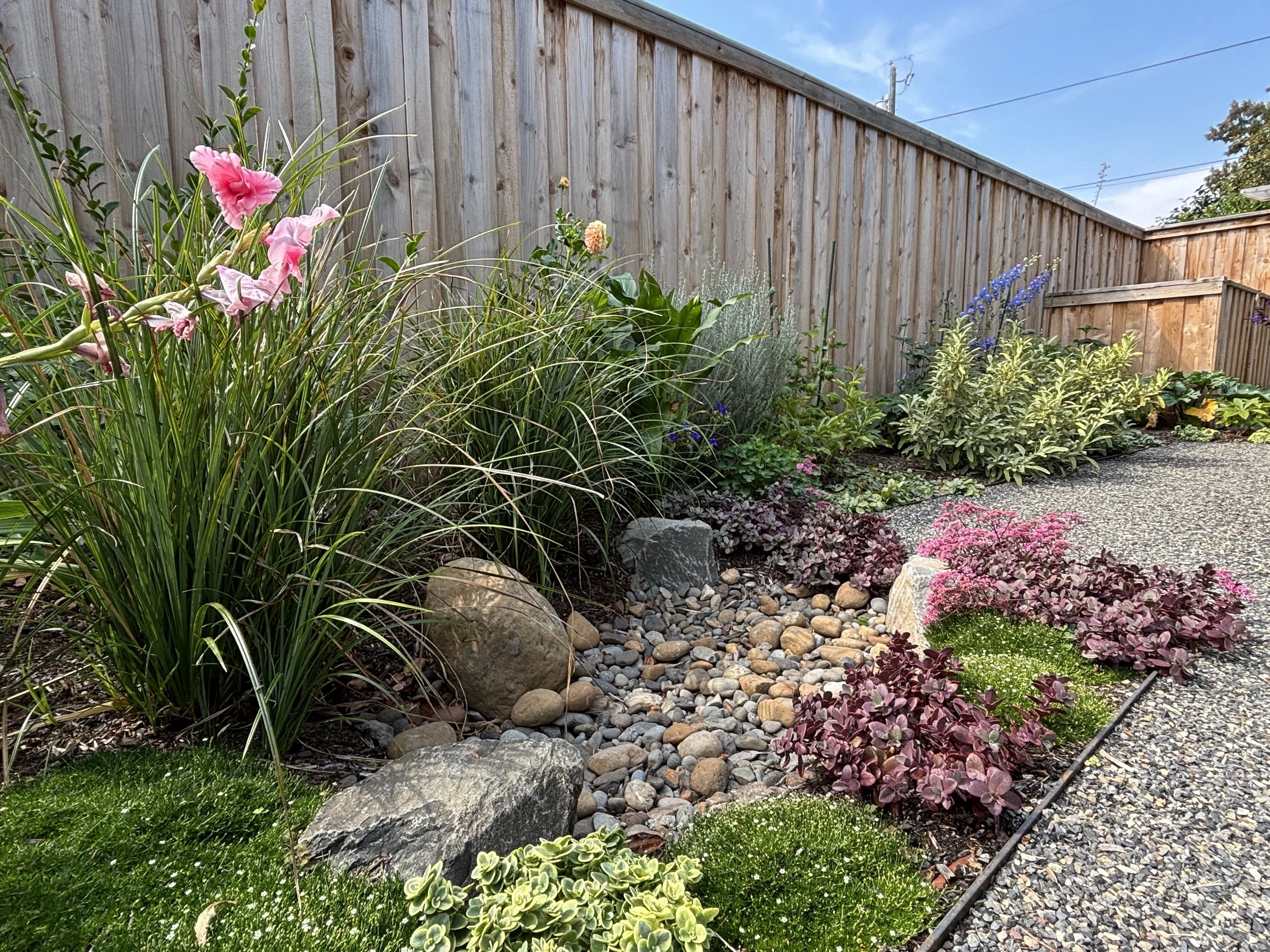 Lush rain garden with colorful plants