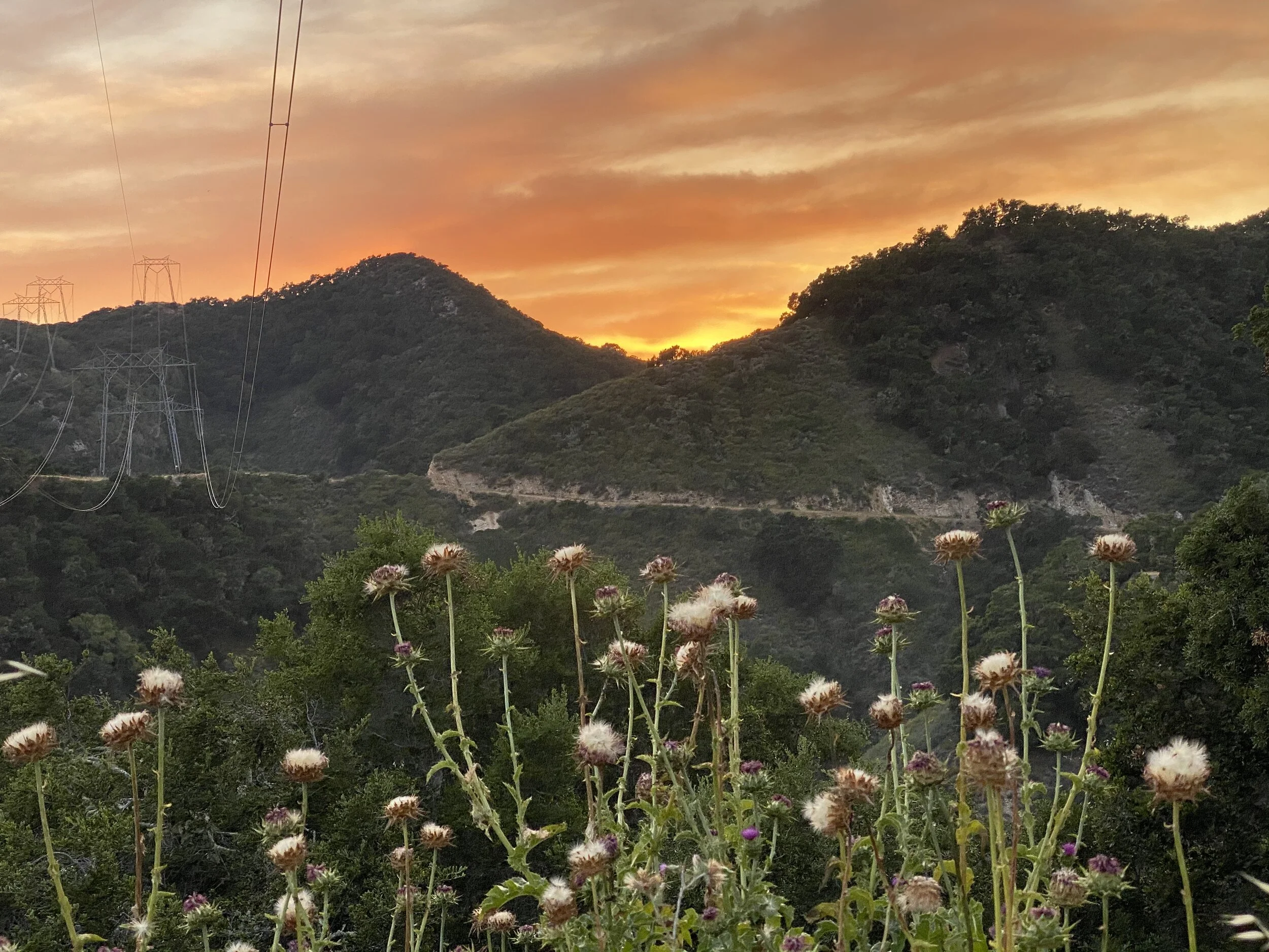 Thorns, Thistles and Joy