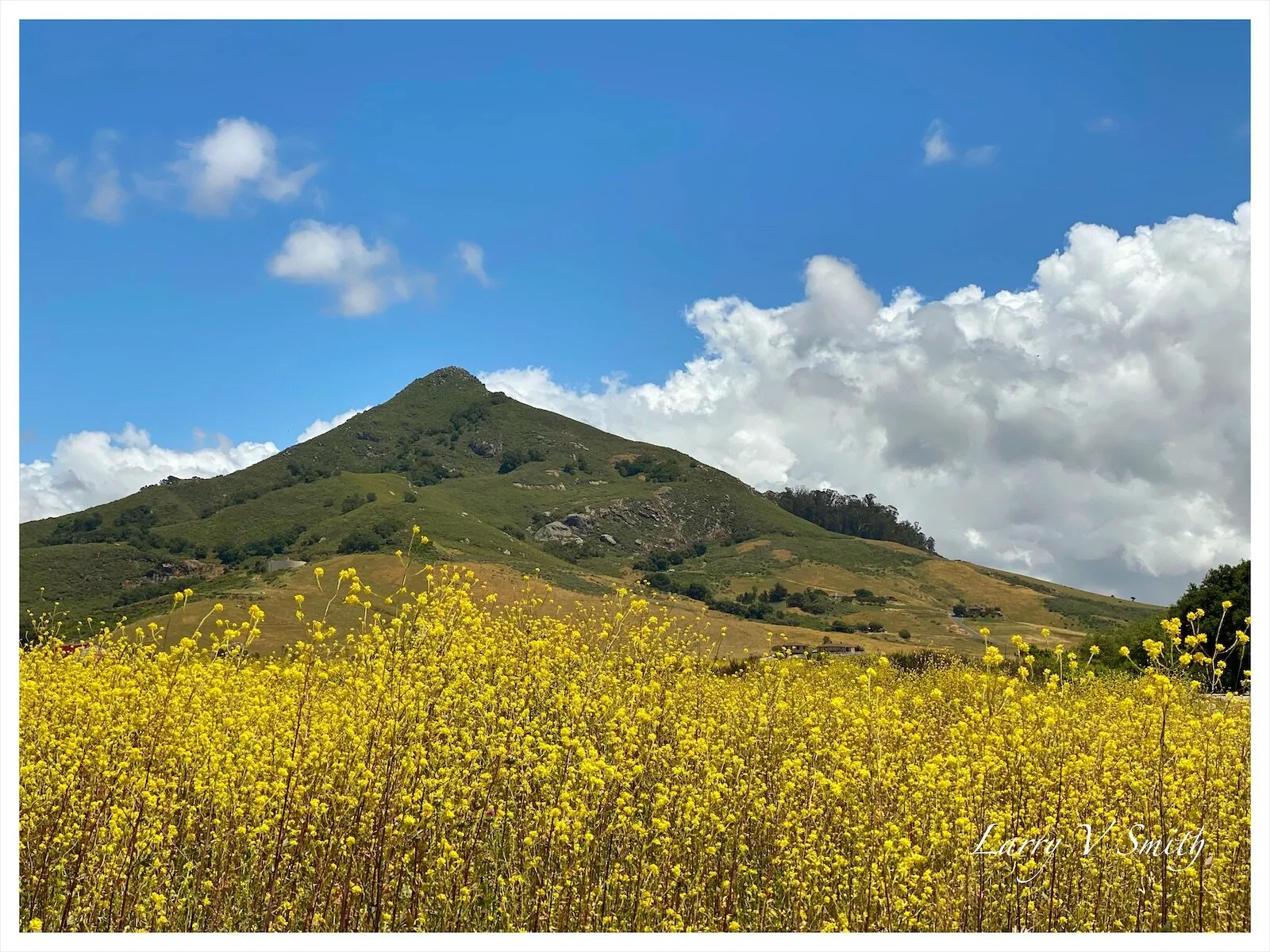 Mustard and Mountains