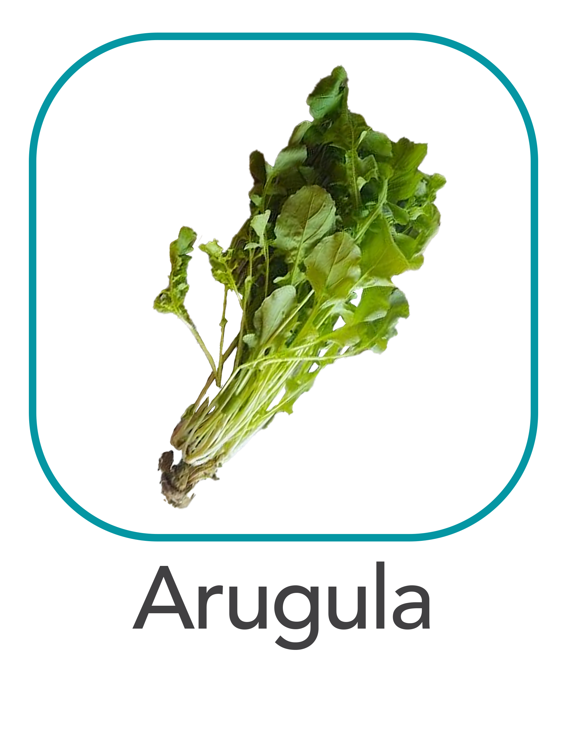 Arugula_web.png