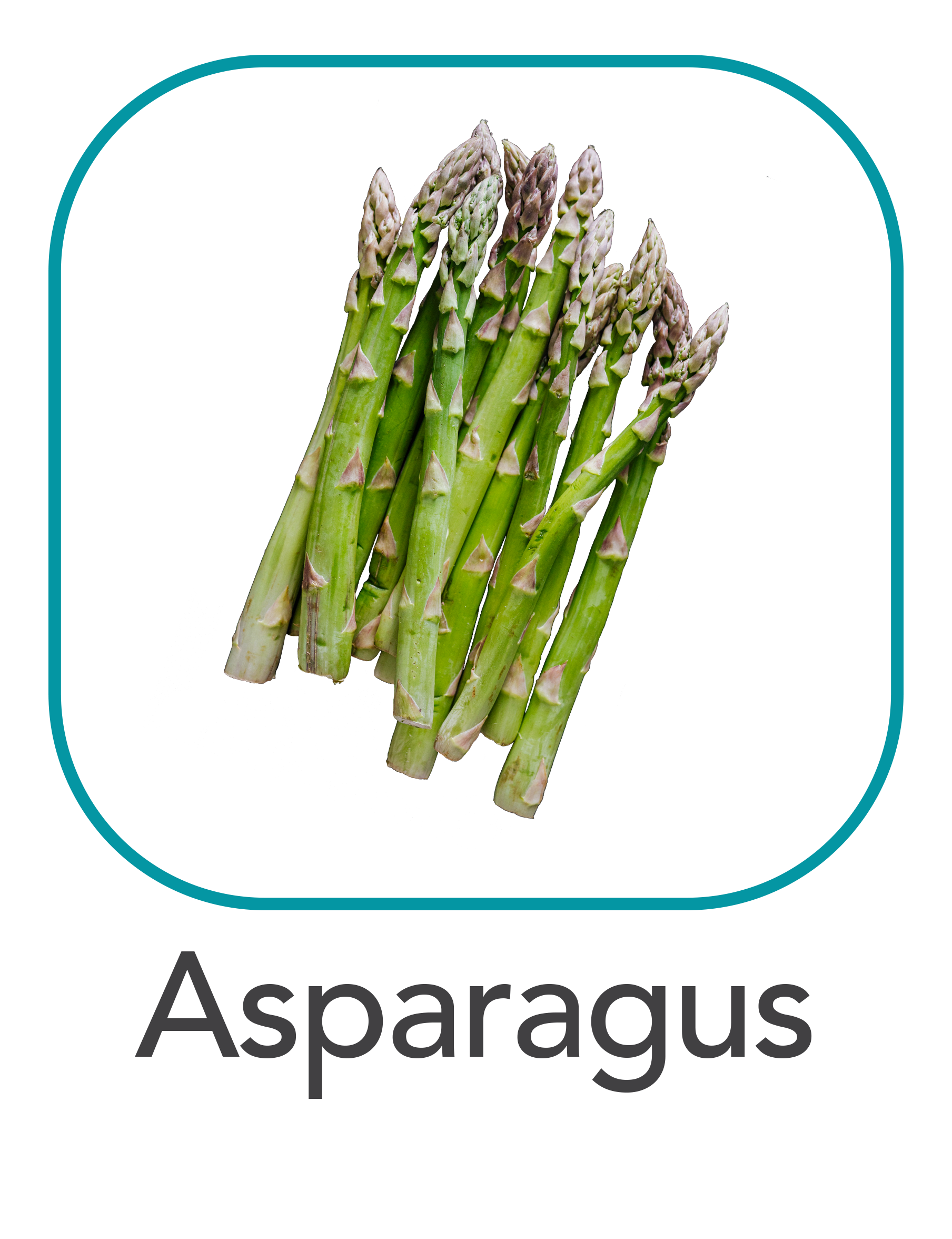 Asparagus_webv.png