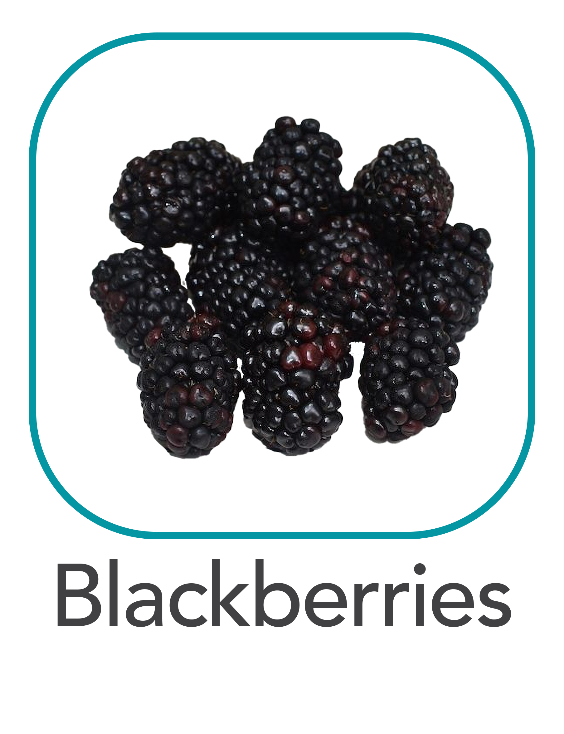 blackberries_web.png