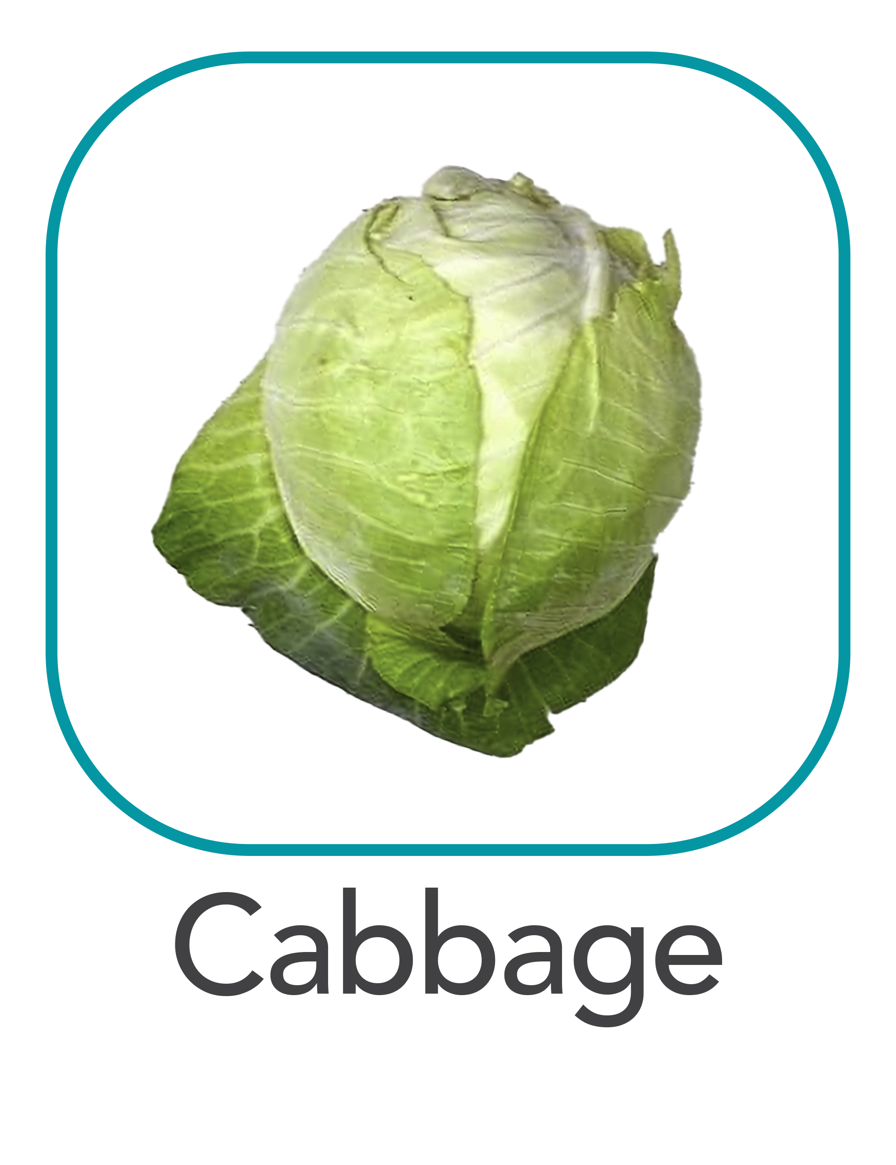 Cabbage_web.png
