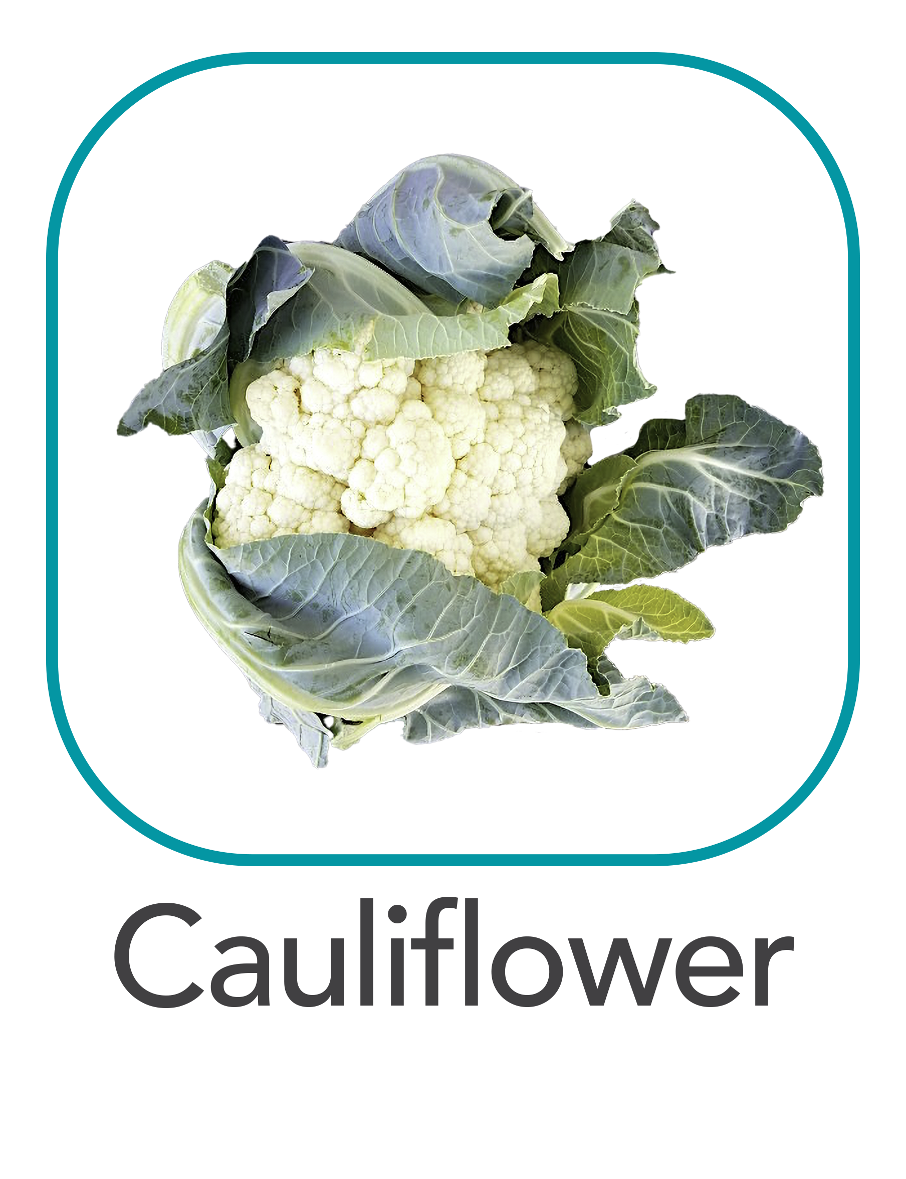 cauliflower_web.png