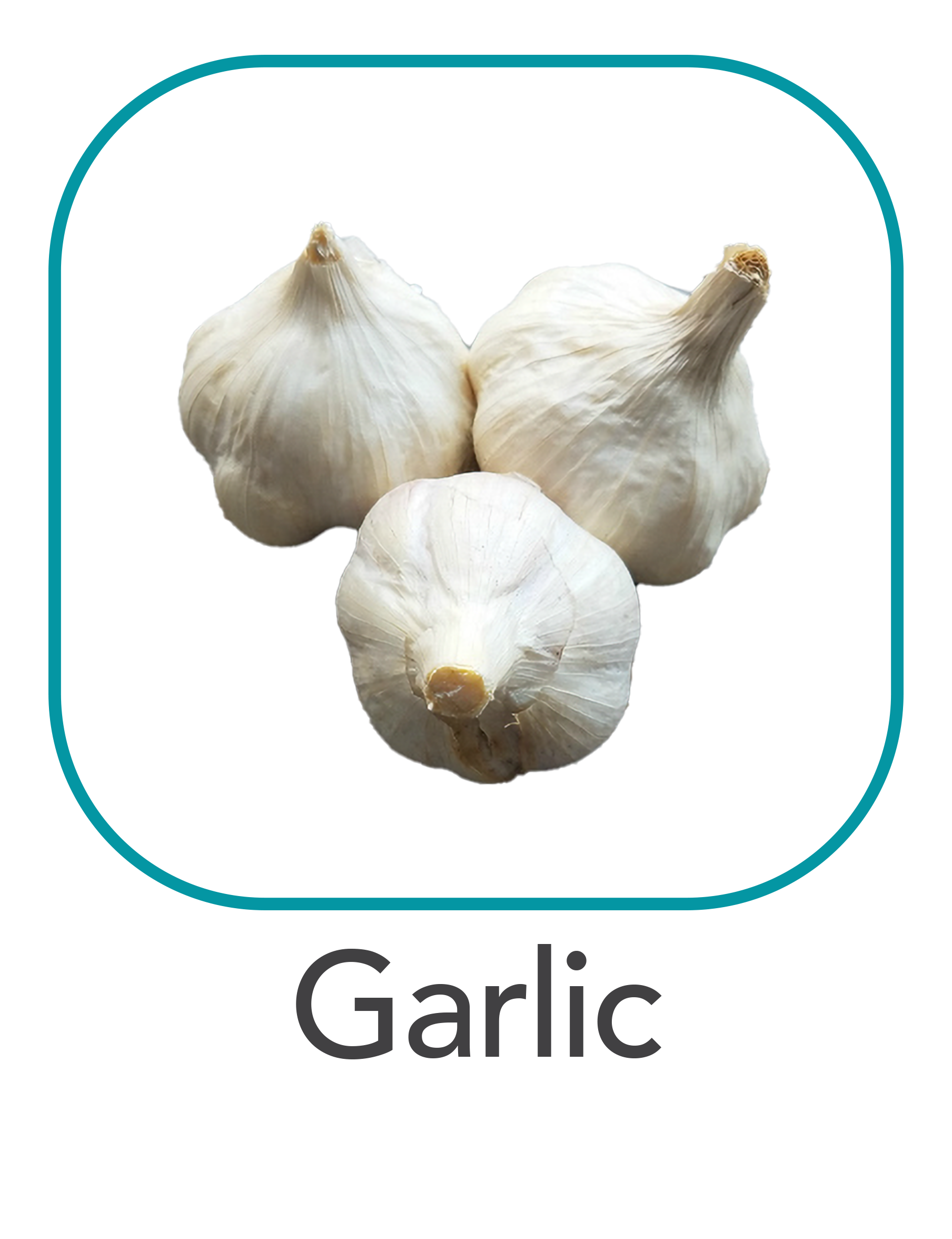 garlic_web.png