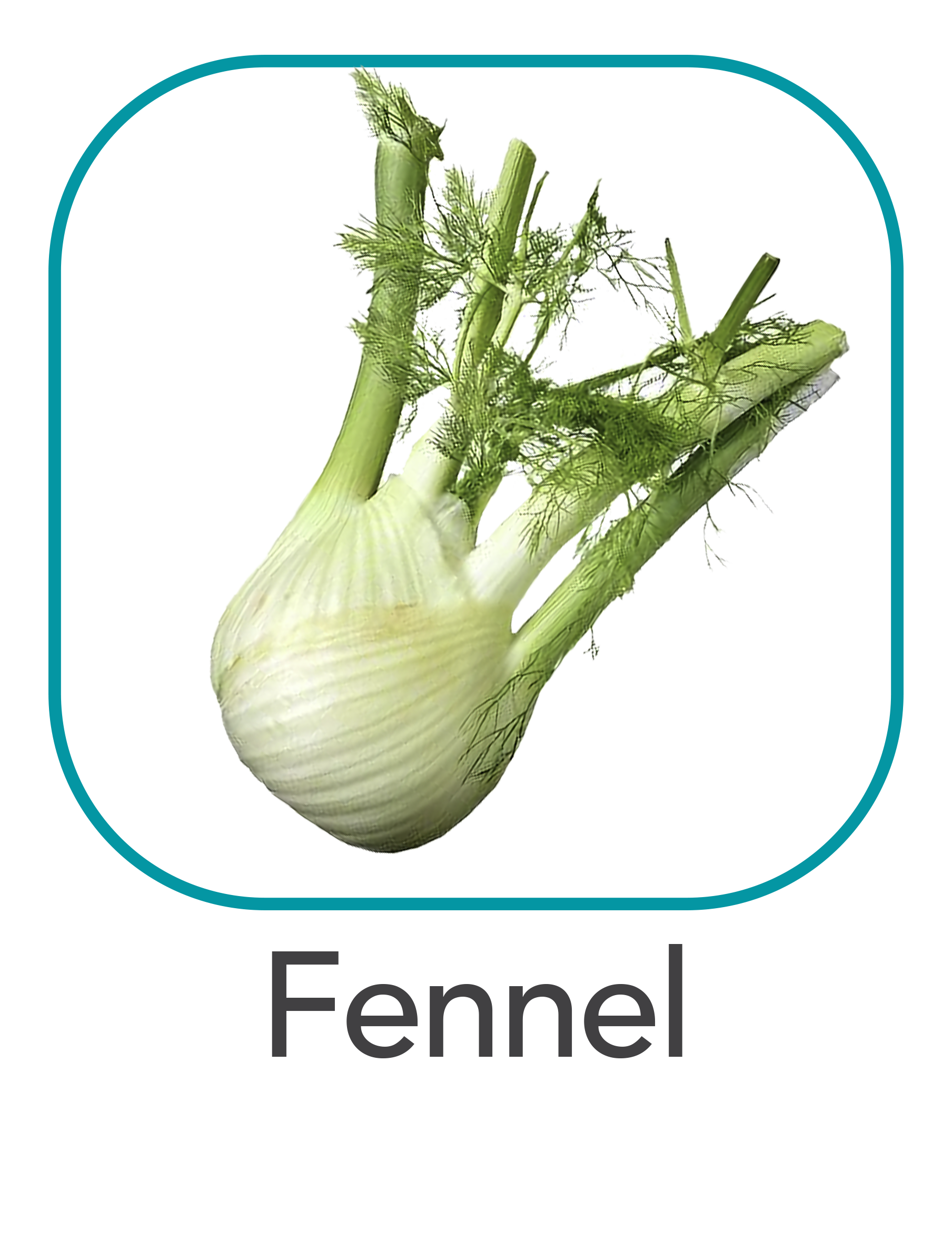 fennel_web.png