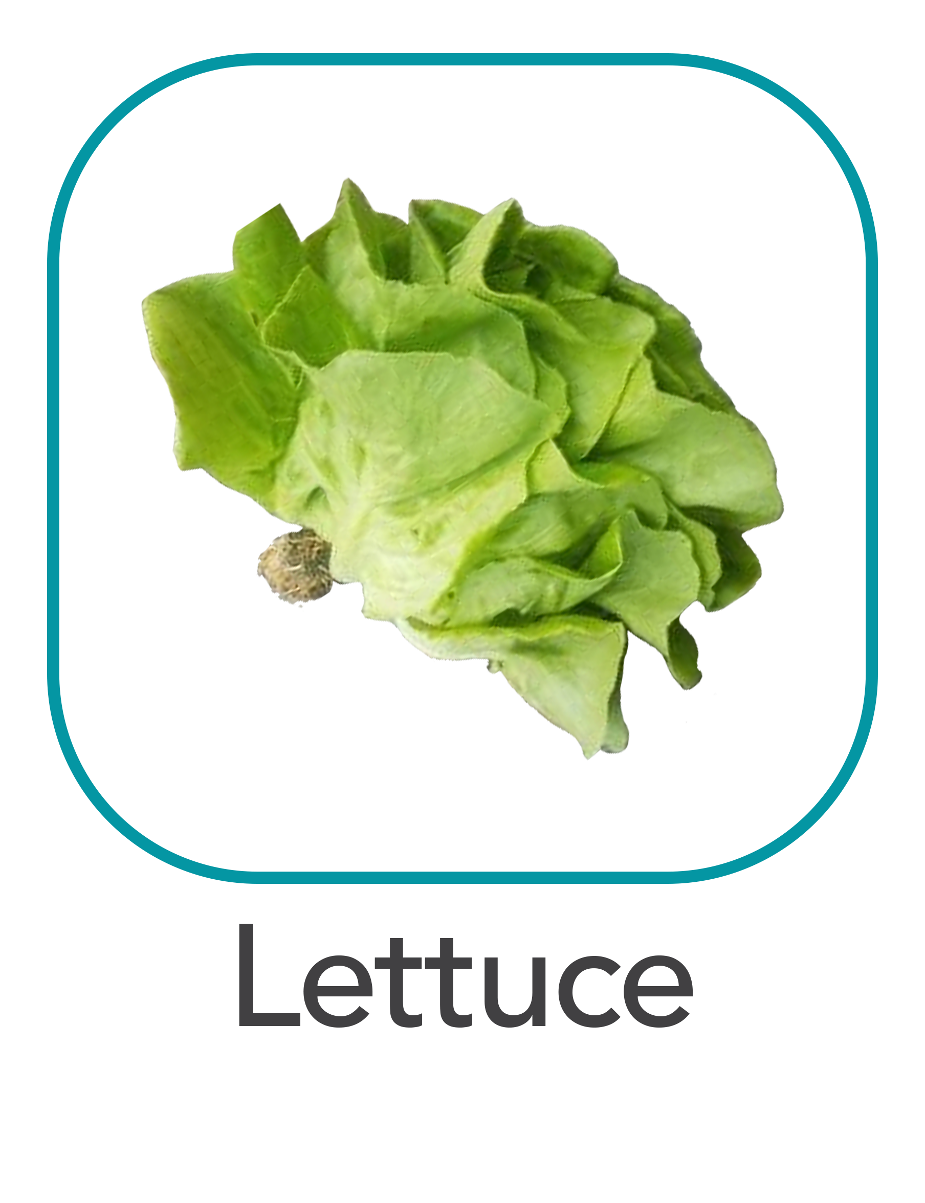 lettuce_web.png