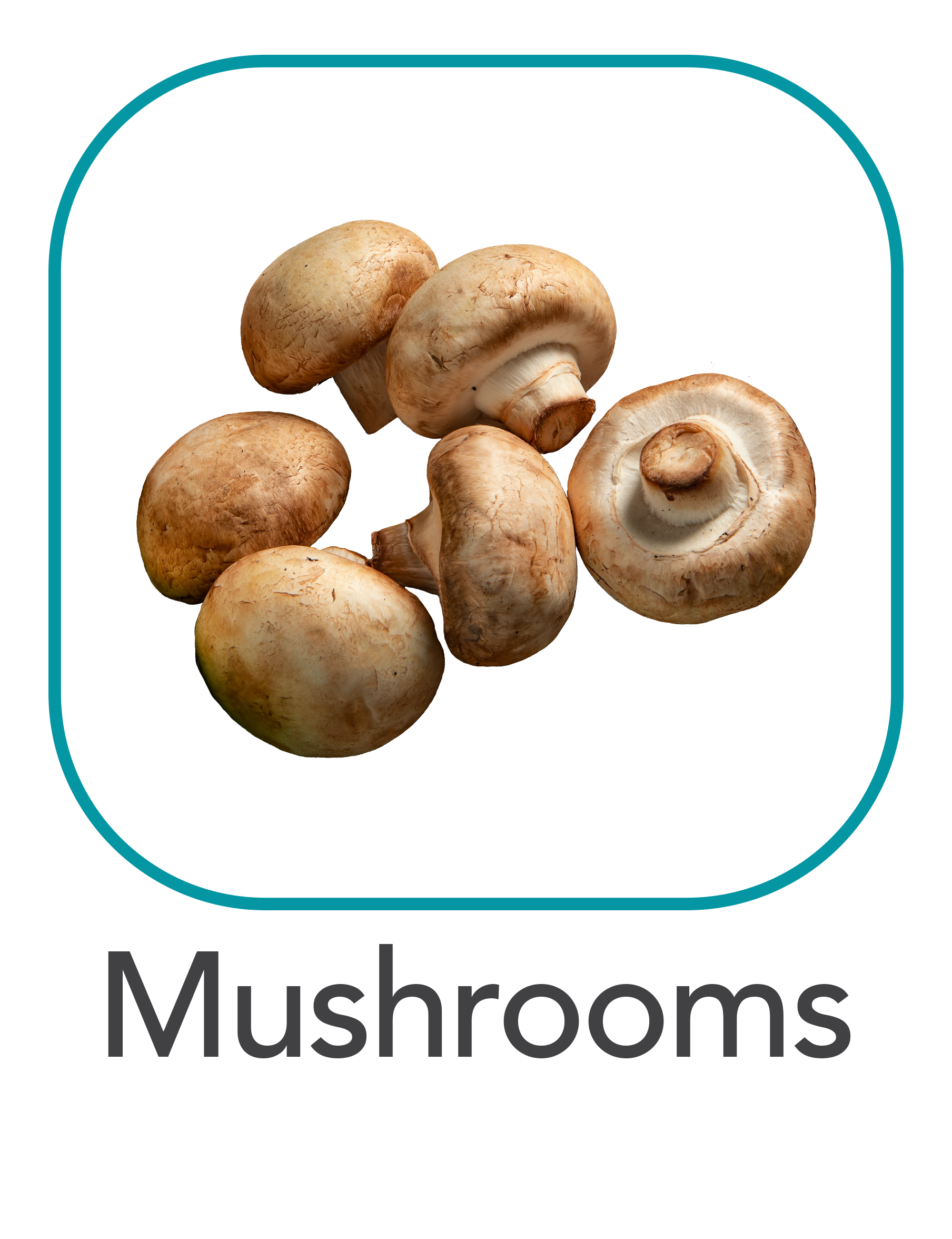 mushrooms_web.png