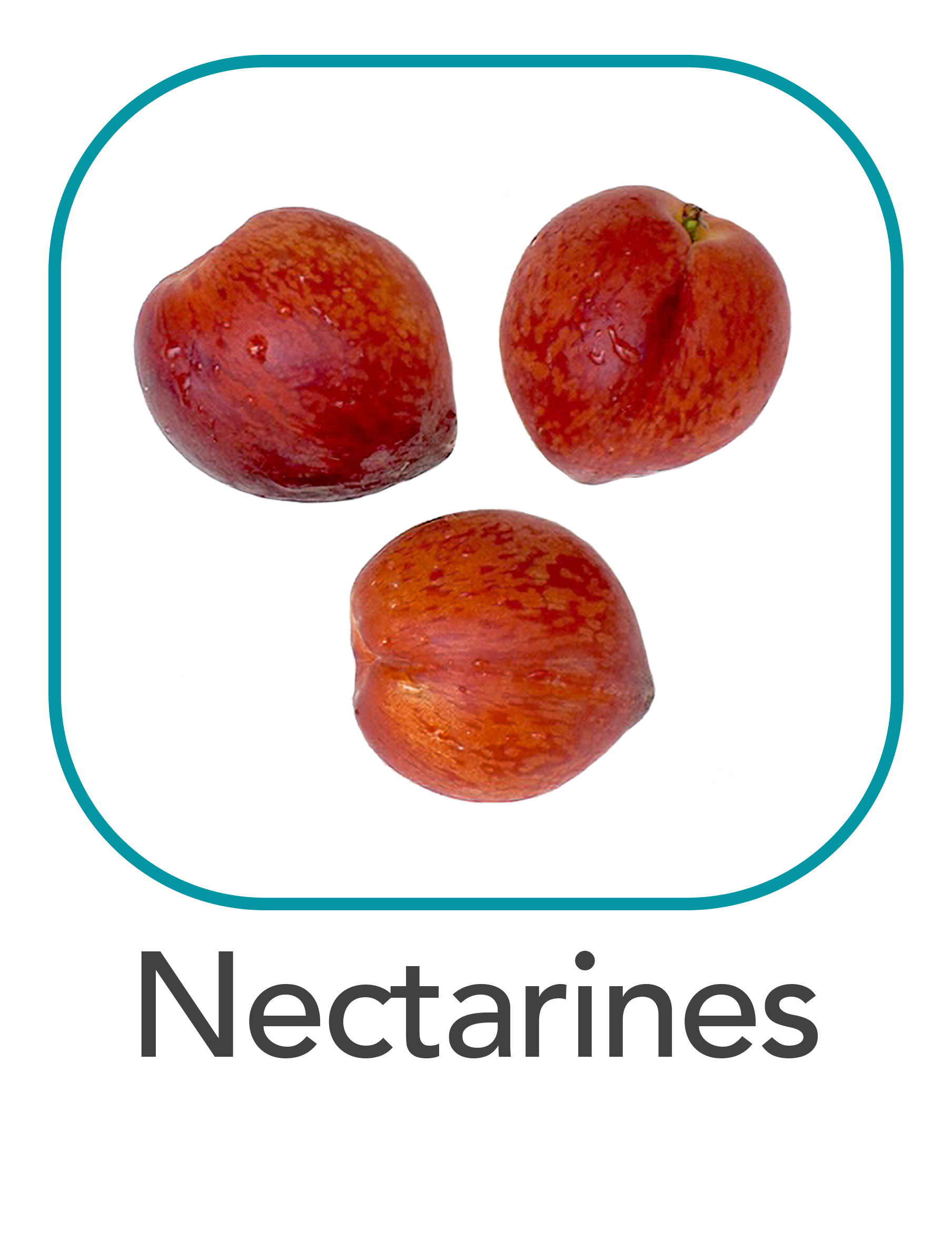 nectarines_web.png