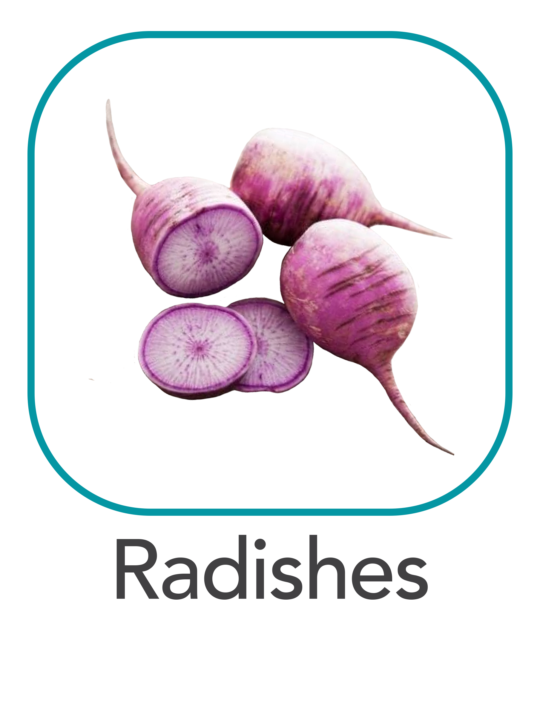 radishes_web.png