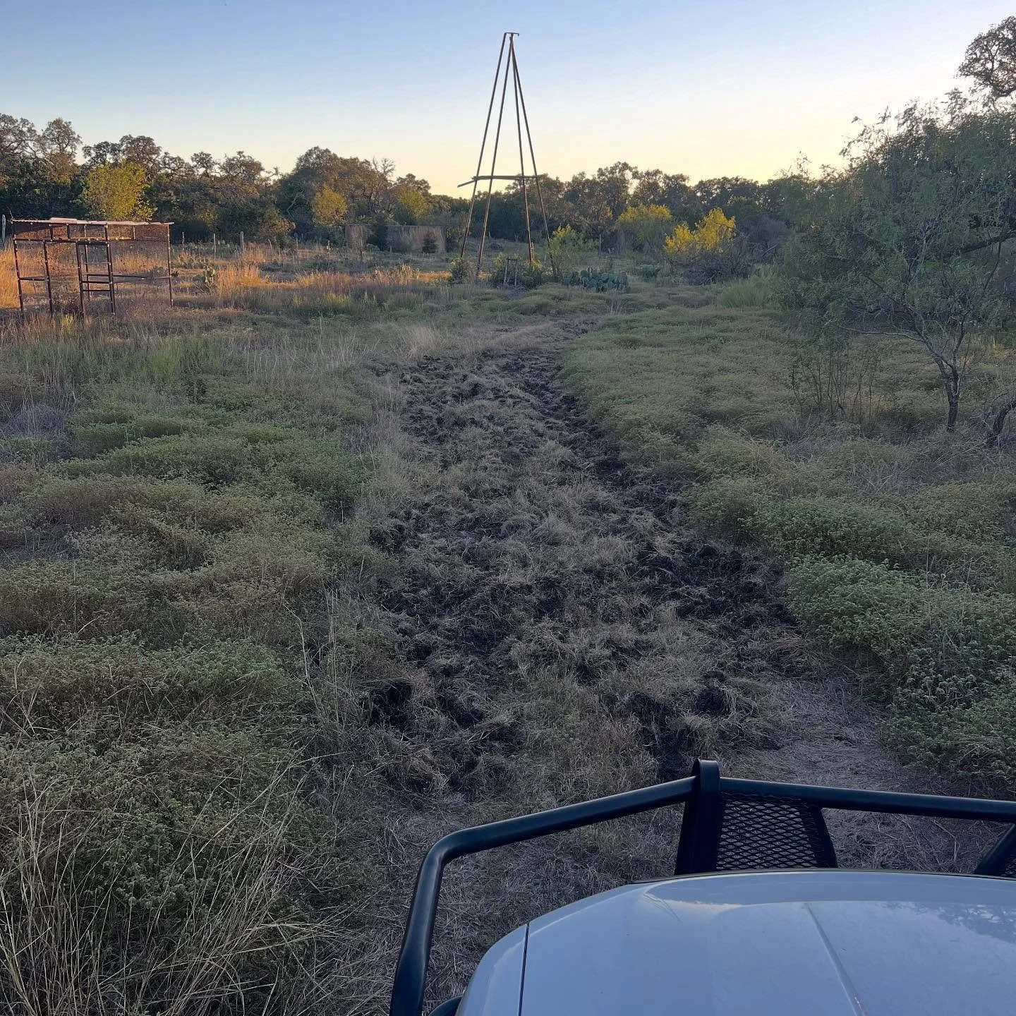 Hogs gonna hog I guess. #invasive #feralhog #whywecanthavenicethings