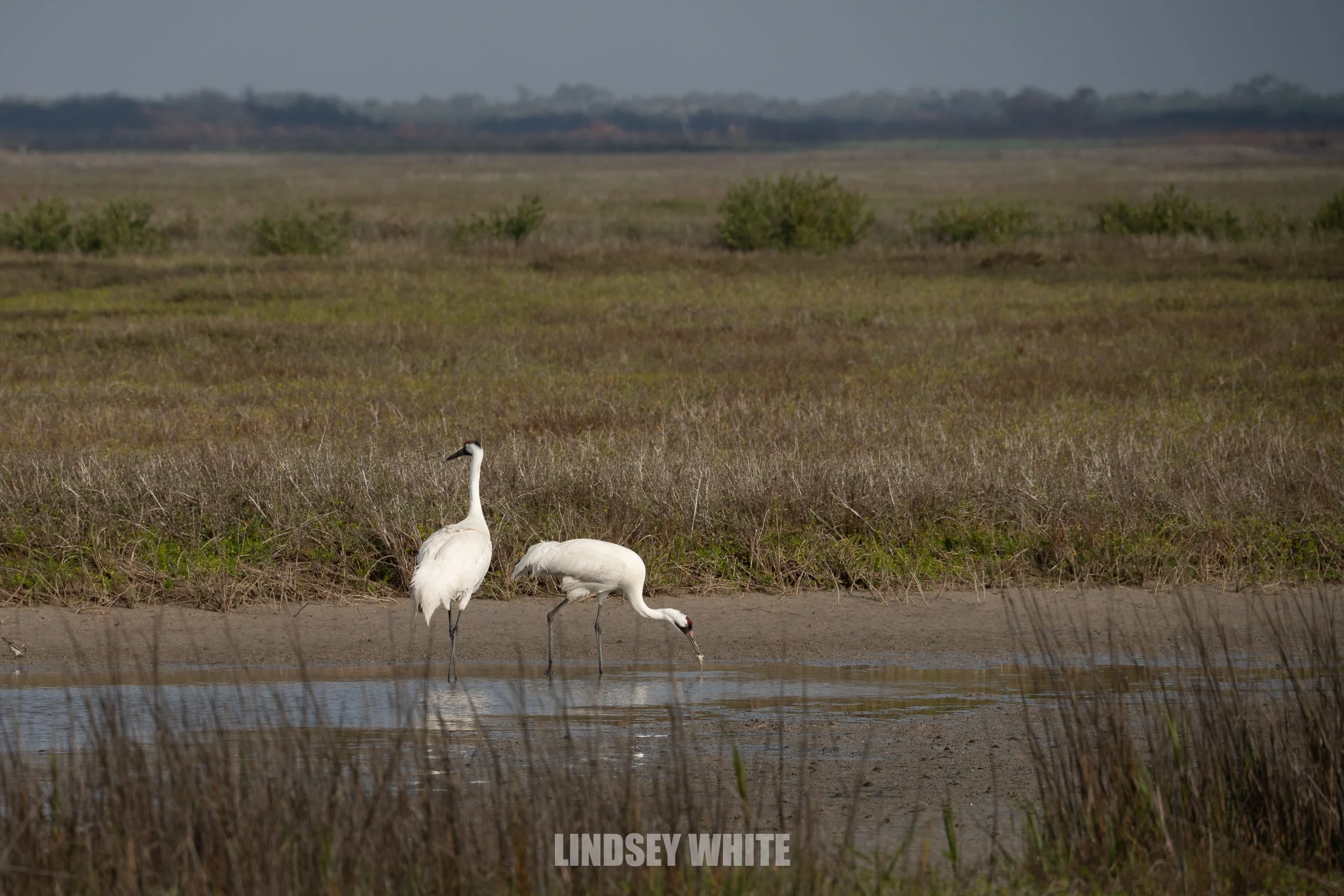 Whooping Crane Fest ‘26