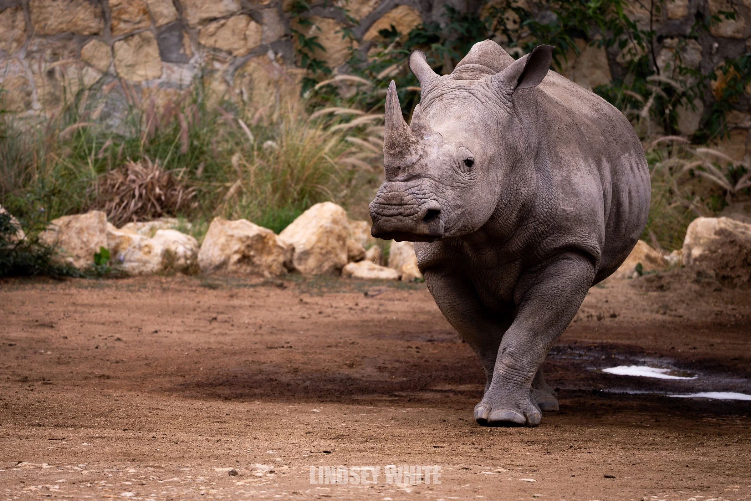 San Antonio Zoo