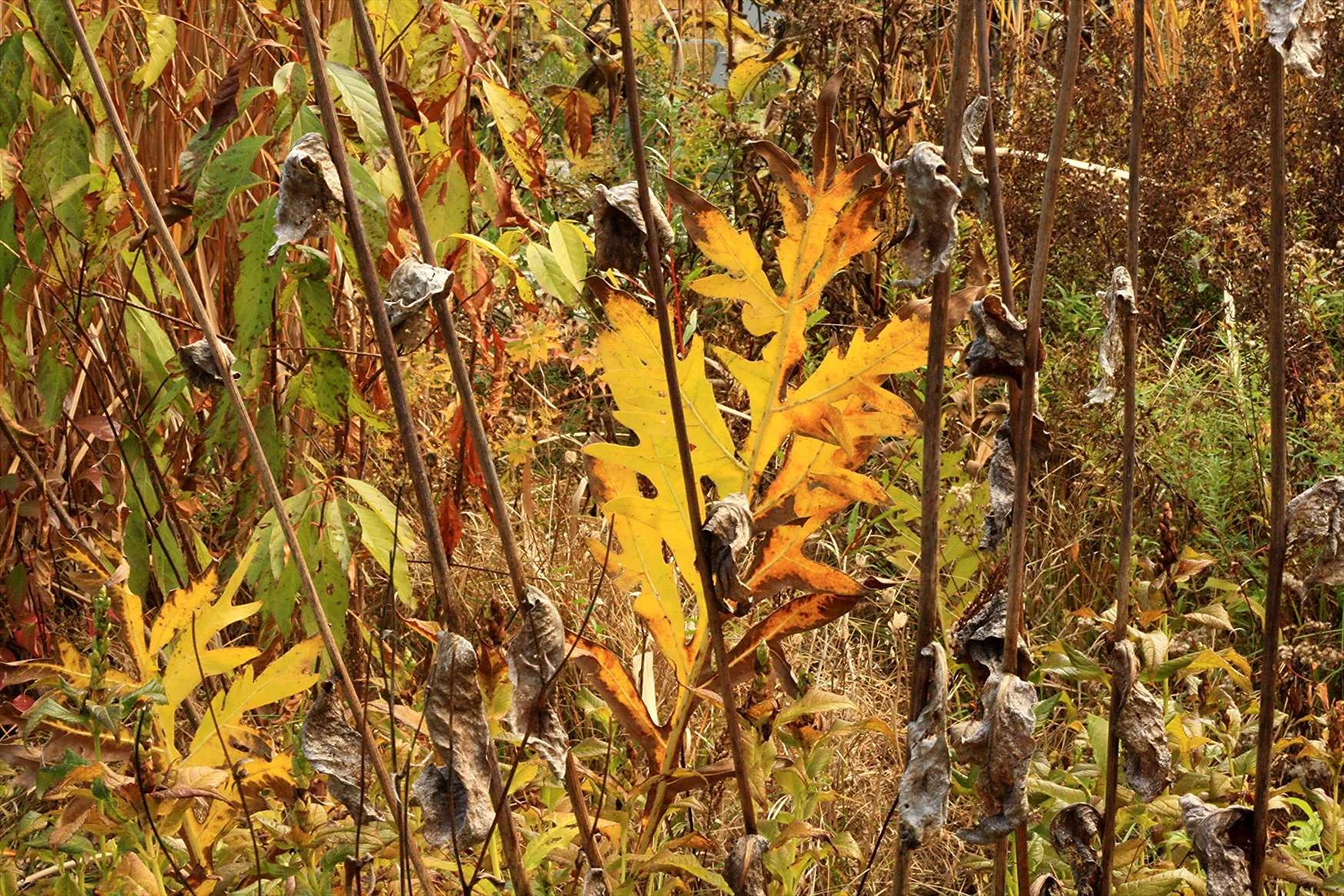 Hold the Date -  Federal Twist will be open for the Garden Conservancy Open Days on Saturday, Oct. 19