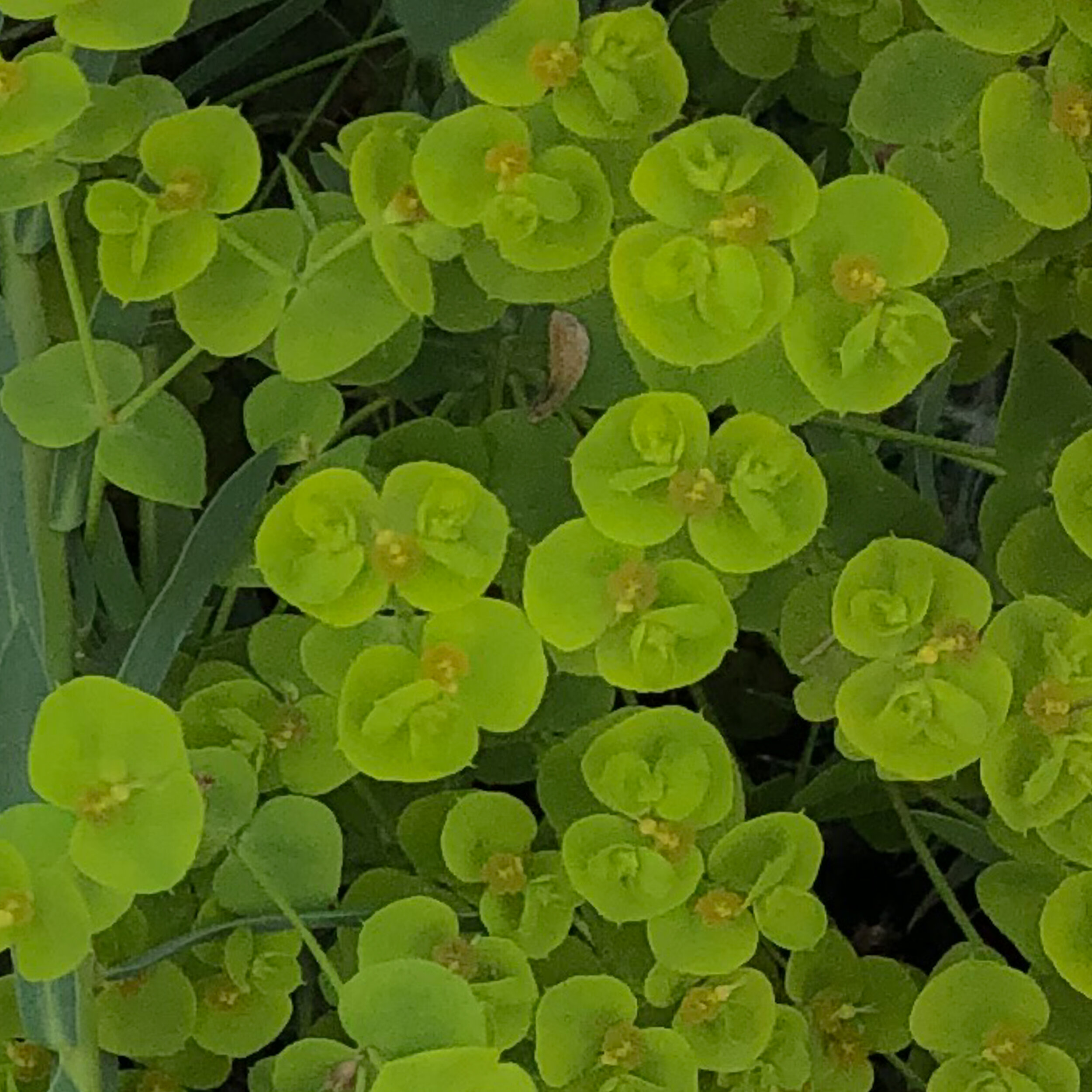 A Review of The Well-Gardened Mind: The Restorative Power of Nature by Sue Stuart-Smith