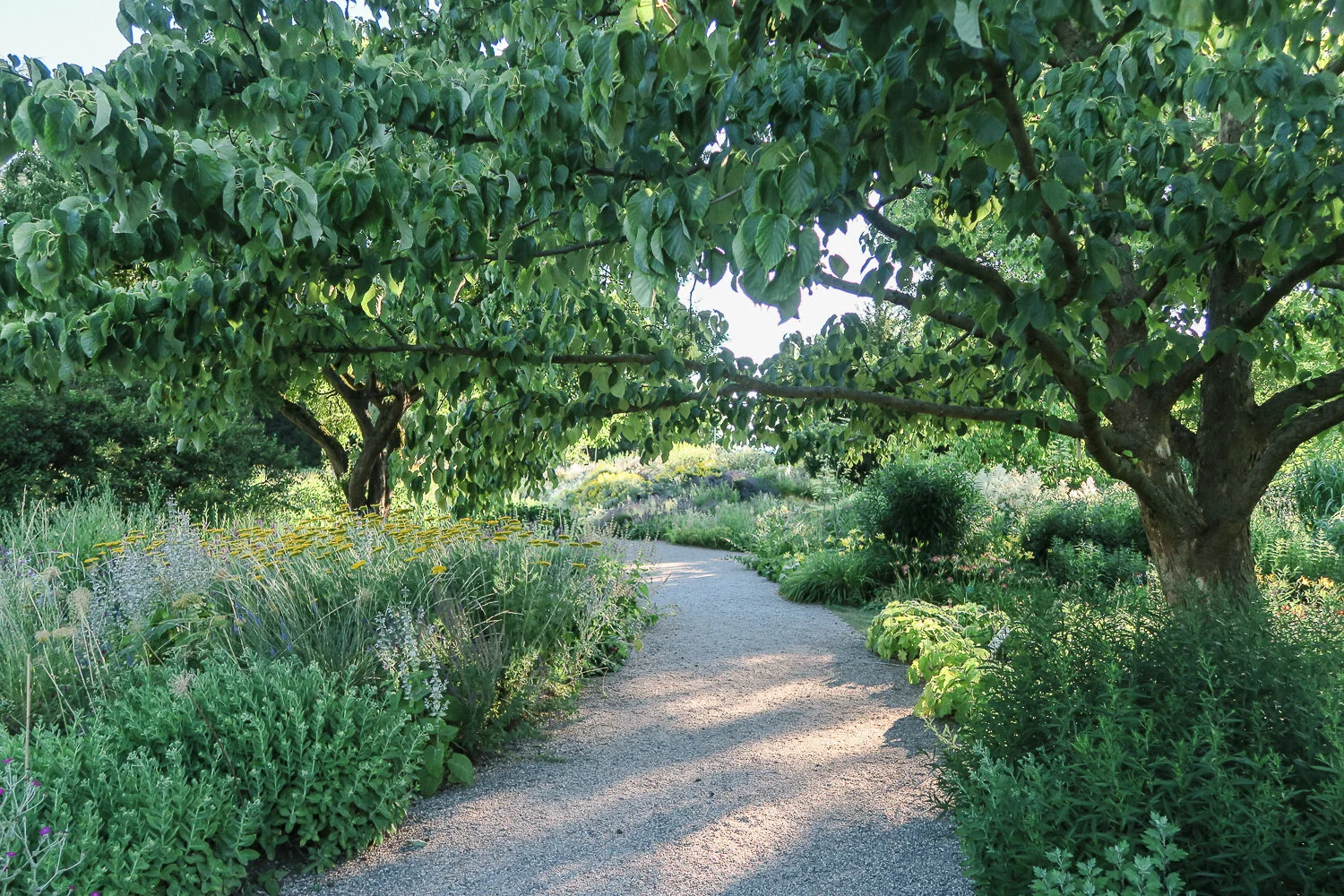 A summer walk at Hermannshof—a garden celebrating the beauty of plants, their communities and habitats by Giacomo Guzzon