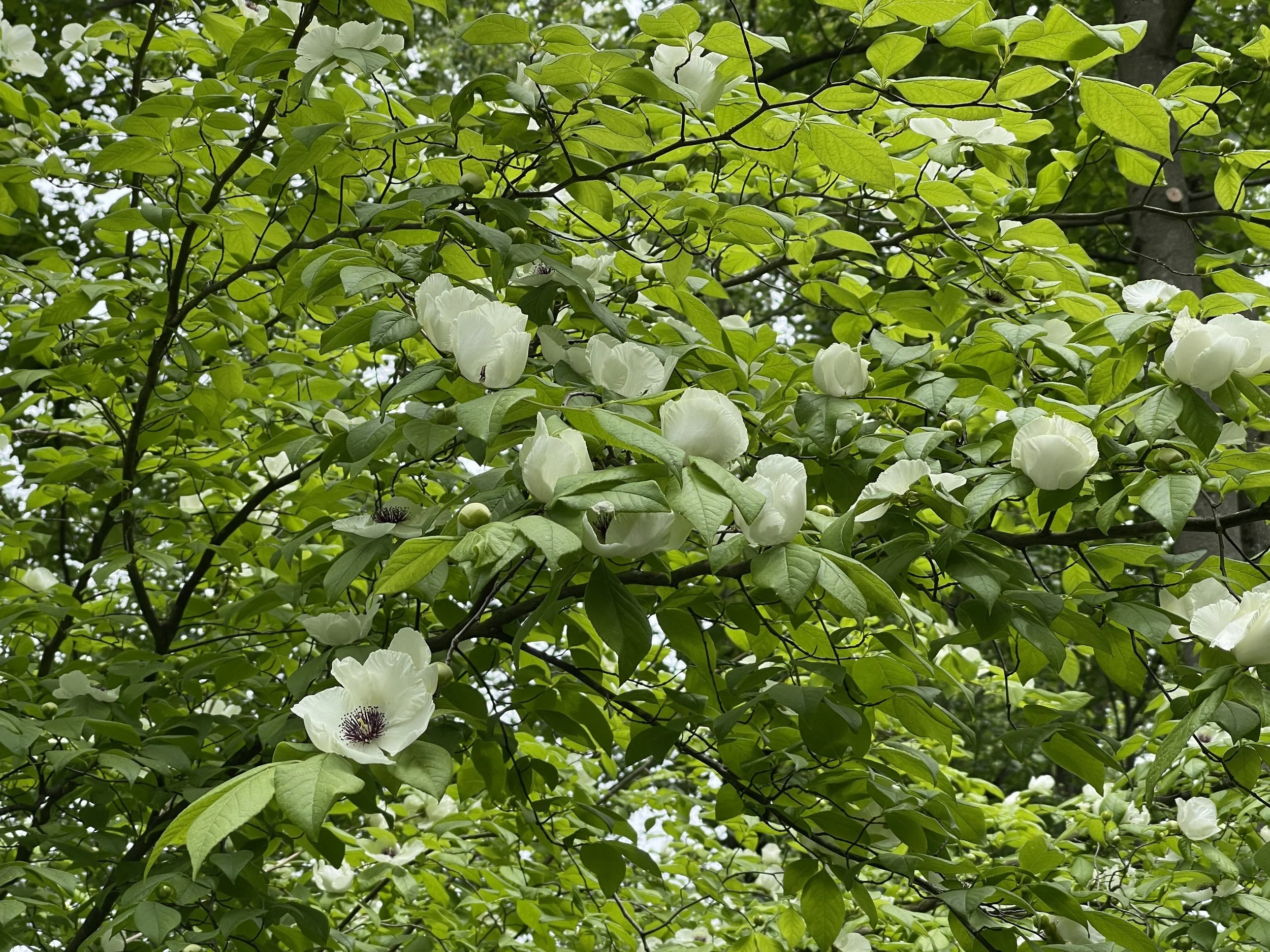 Why is no one growing and selling this extraordinarily beautiful native tree?