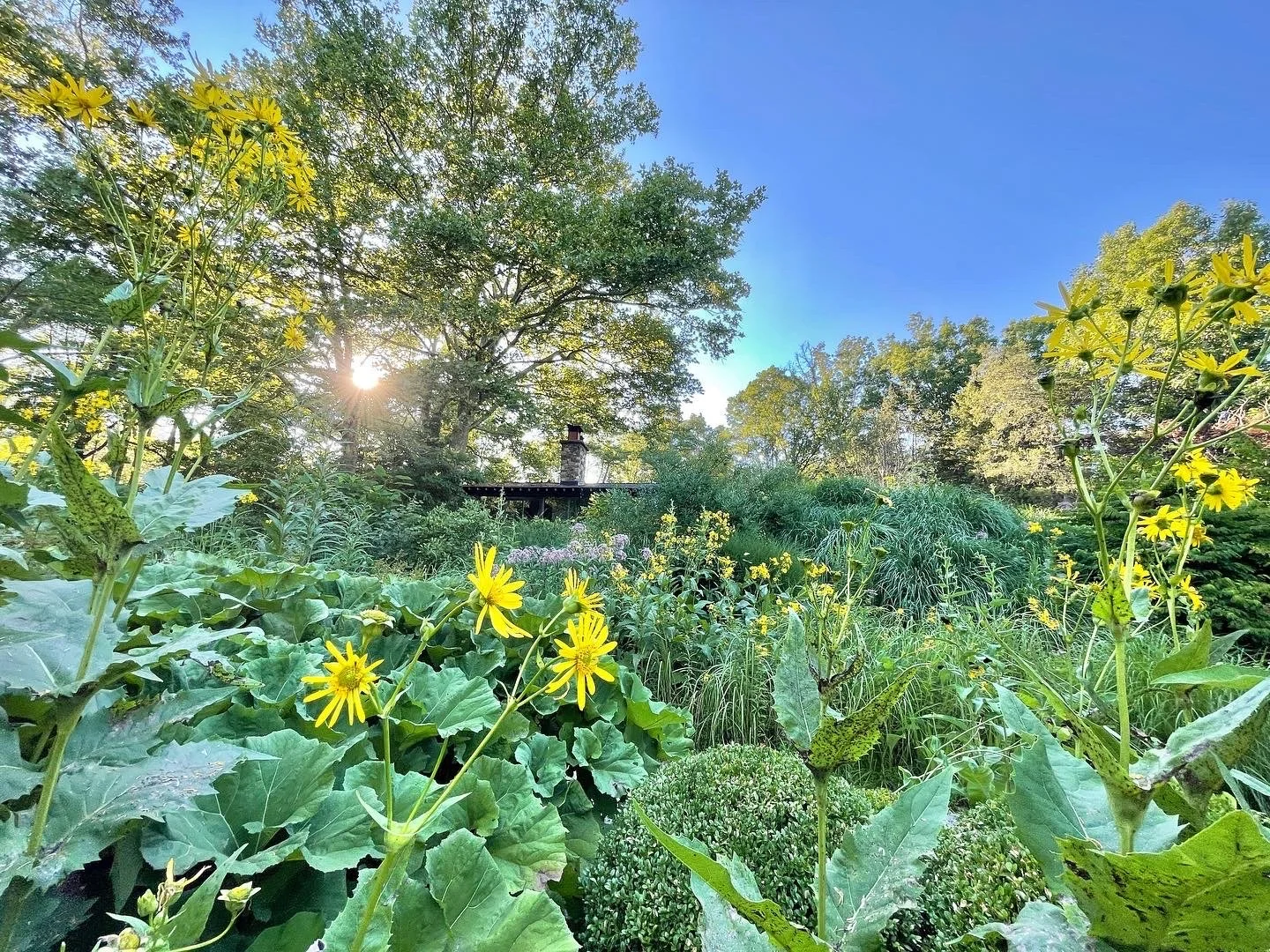 Federal Twist - Open Garden