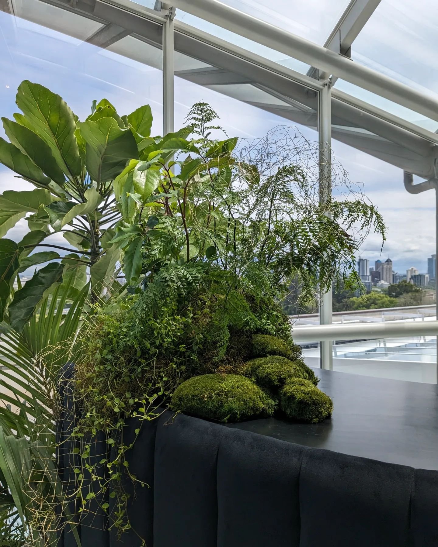 Moss mounds meet city views! 🍃🏙️

Native bar arrangement @aucklandmuseum

#nzevents