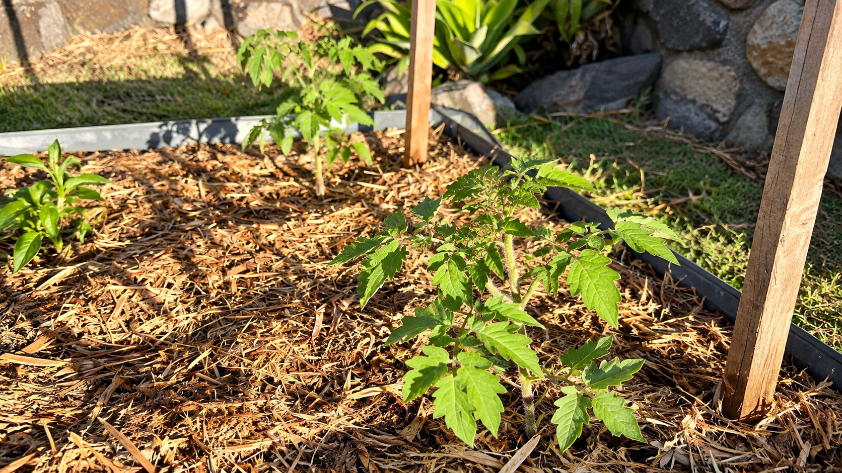 Young tomato plants establishing in a mulched garden bed, illustrating growth unfolding within supportive conditions.
