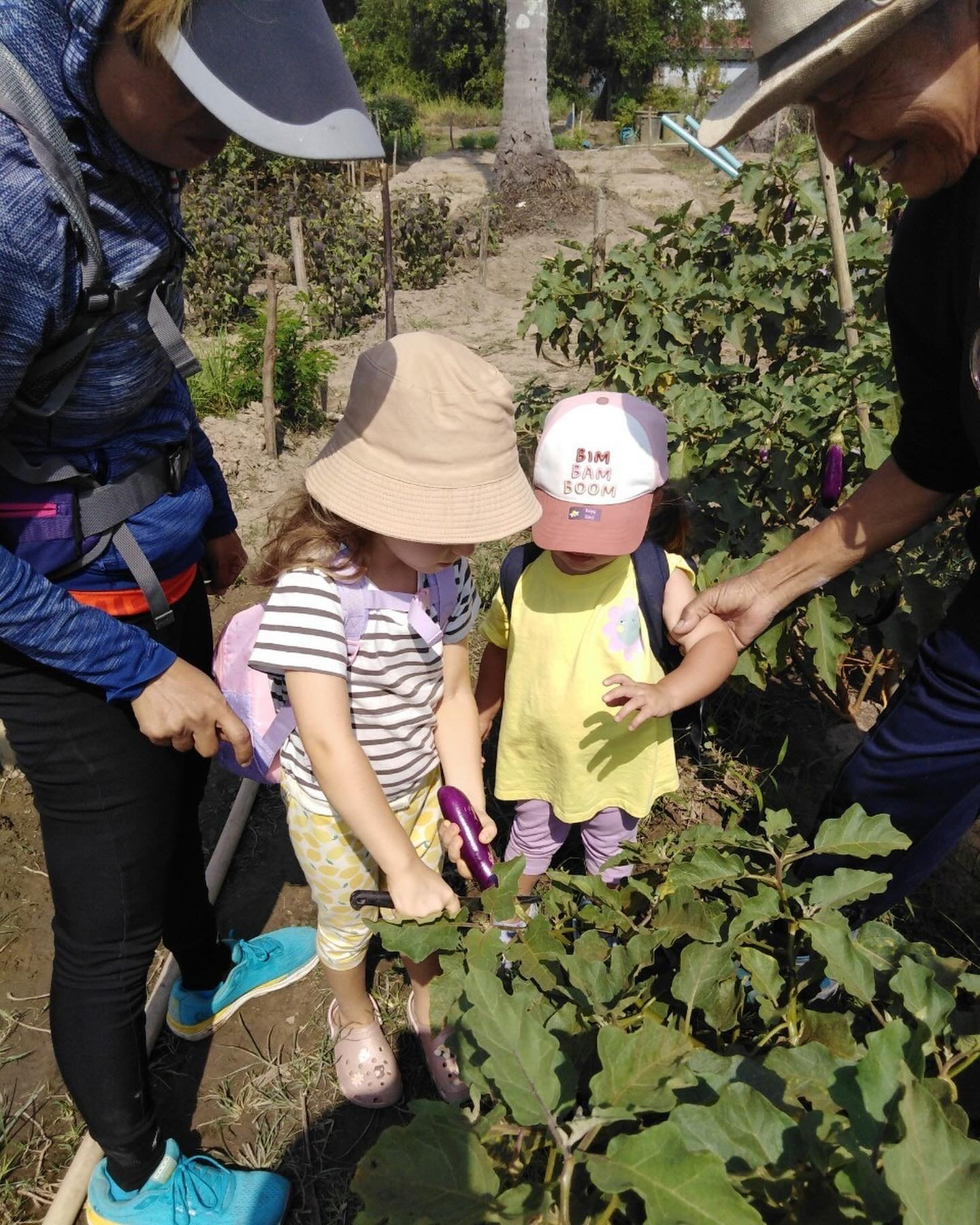 Farm to table field trip.
We had a wonderful experience going to a lovely local organic farm just down the road, we saw how eggplant, okra, sugar cane, cucumber, green beans and basil grow. The children were fascinated by the beautiful flowers that t