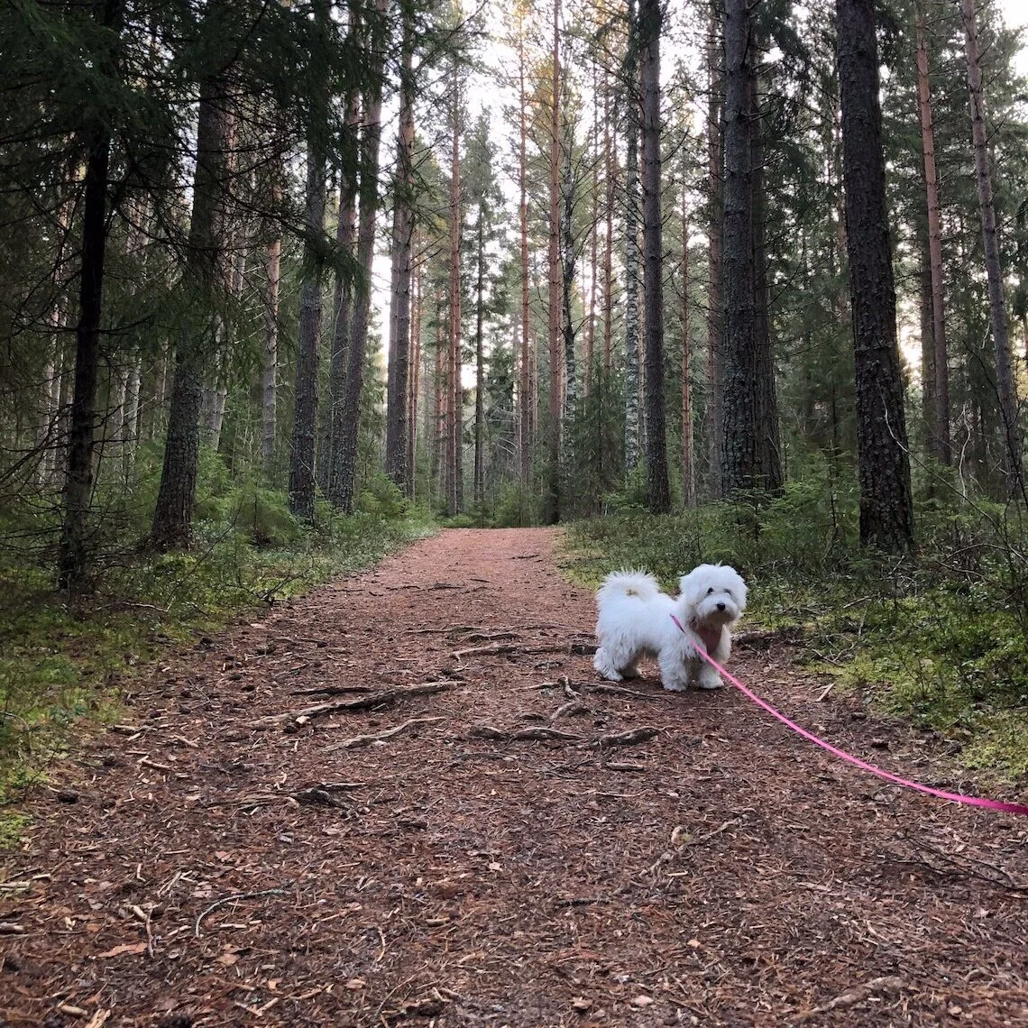 5 asiaa, jotka olen oppinut koiralta