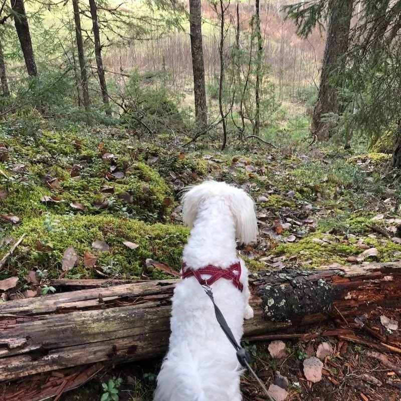 Onni, onni, missä on se onni?