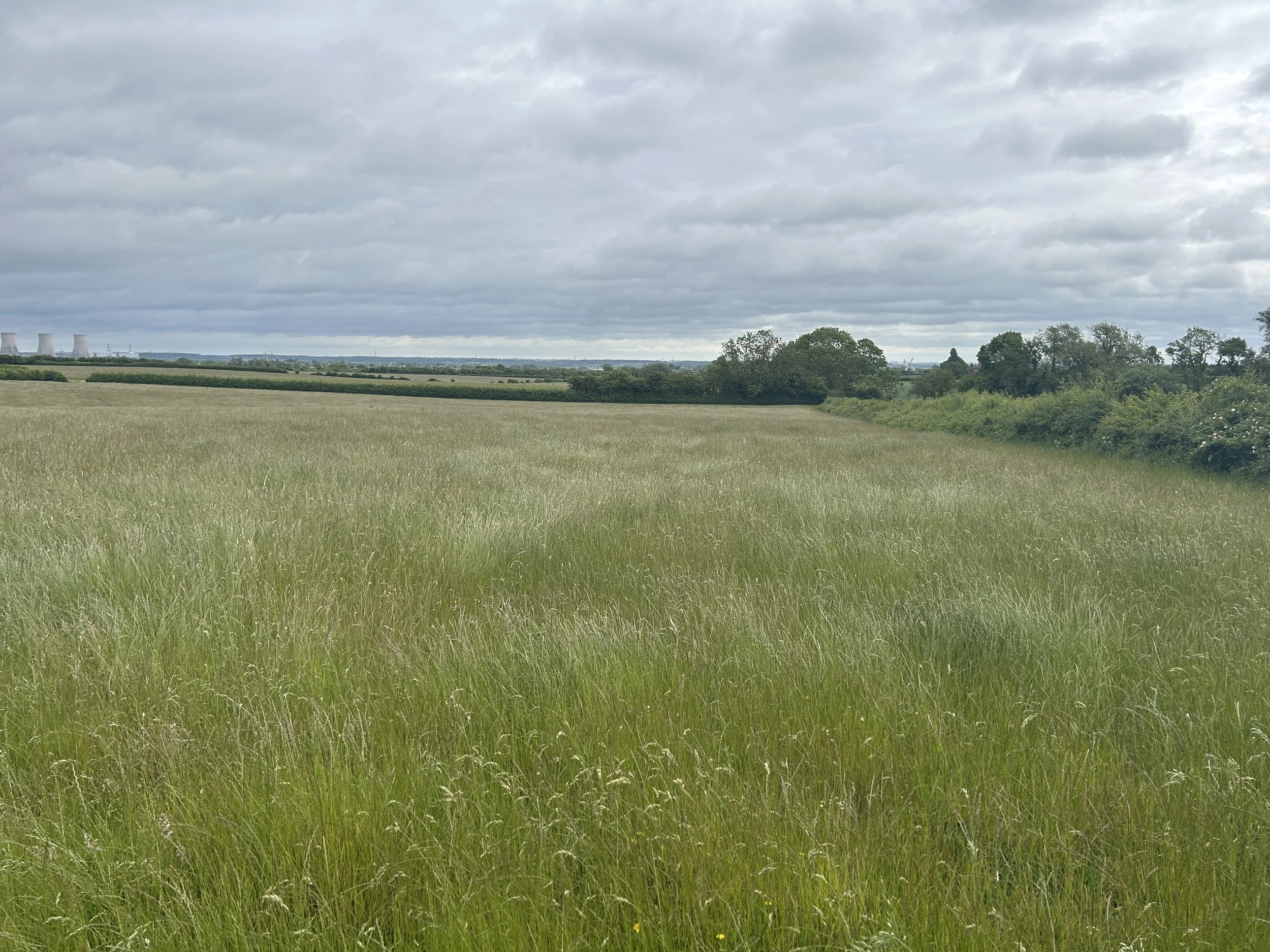 Caddow wood 2.JPG