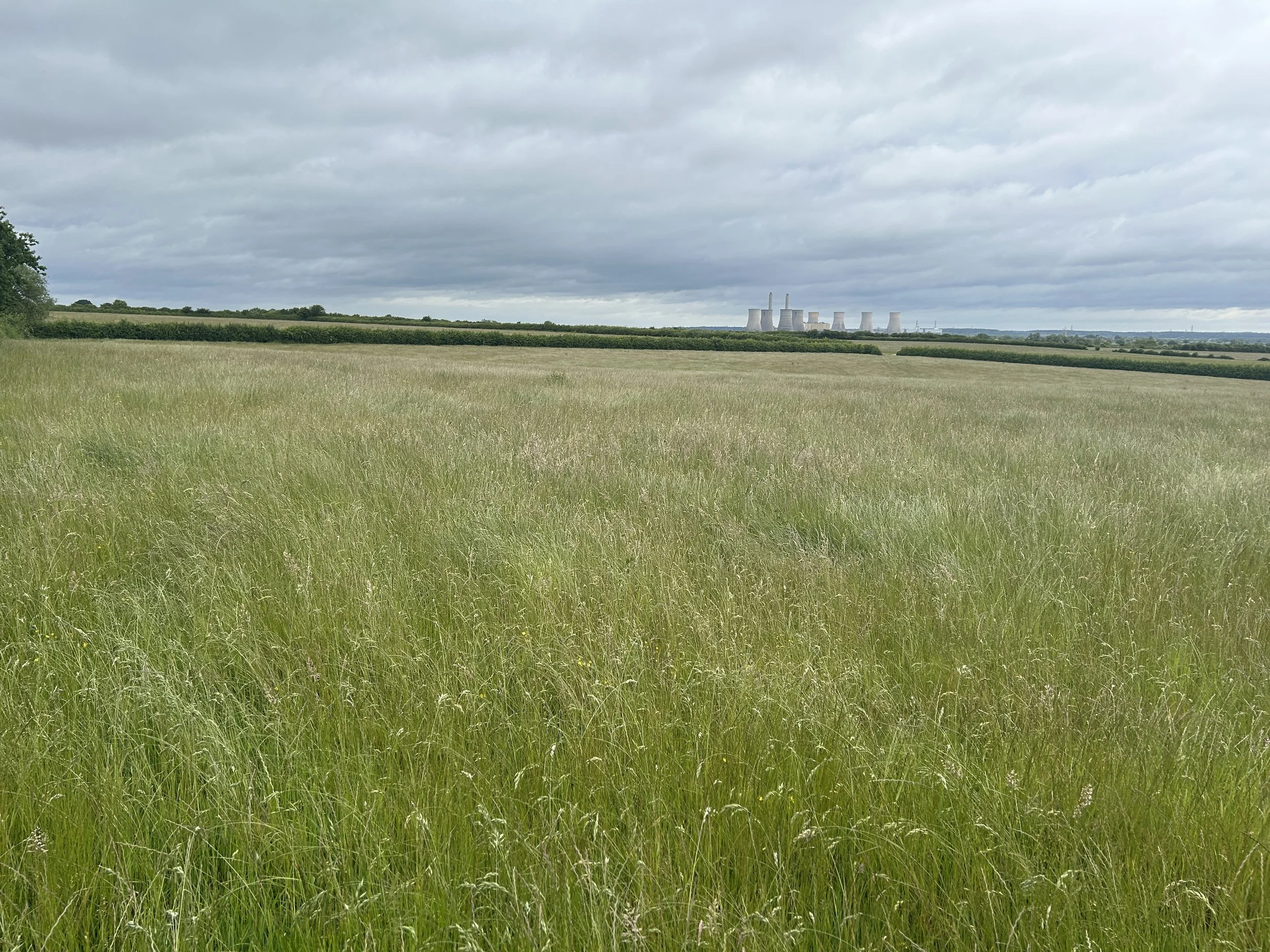 Caddow wood Fields.JPG