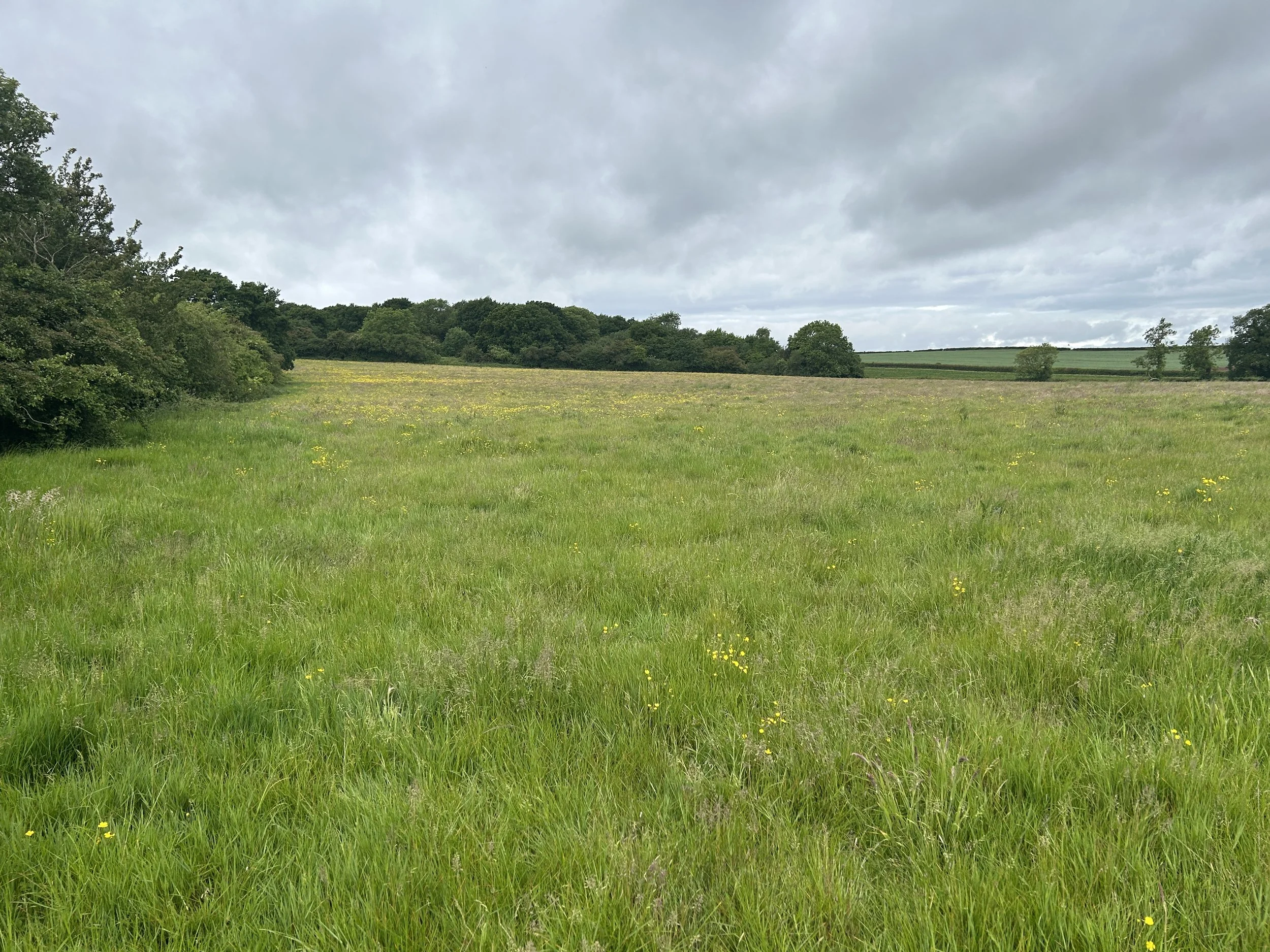 Wood field 2.JPG