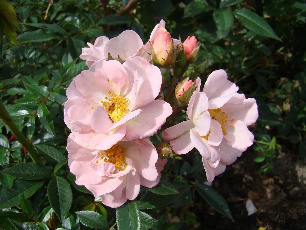 openrose.jpeg