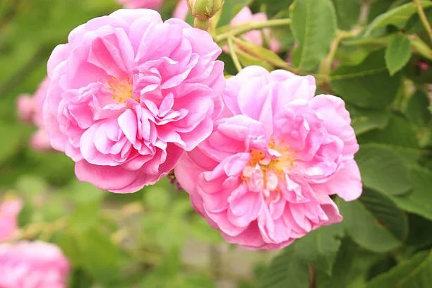 roses2.jpeg