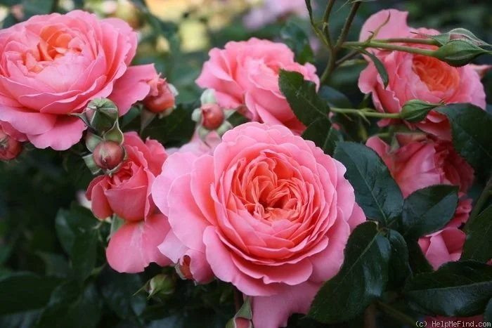 roses.jpeg