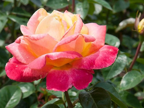 Rose Dieta - 36 days journeying with the Medicine of the Rose