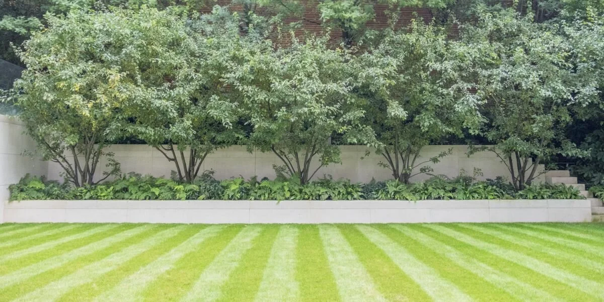 Multi-stemmed alternatives to Amelanchier lamarckii